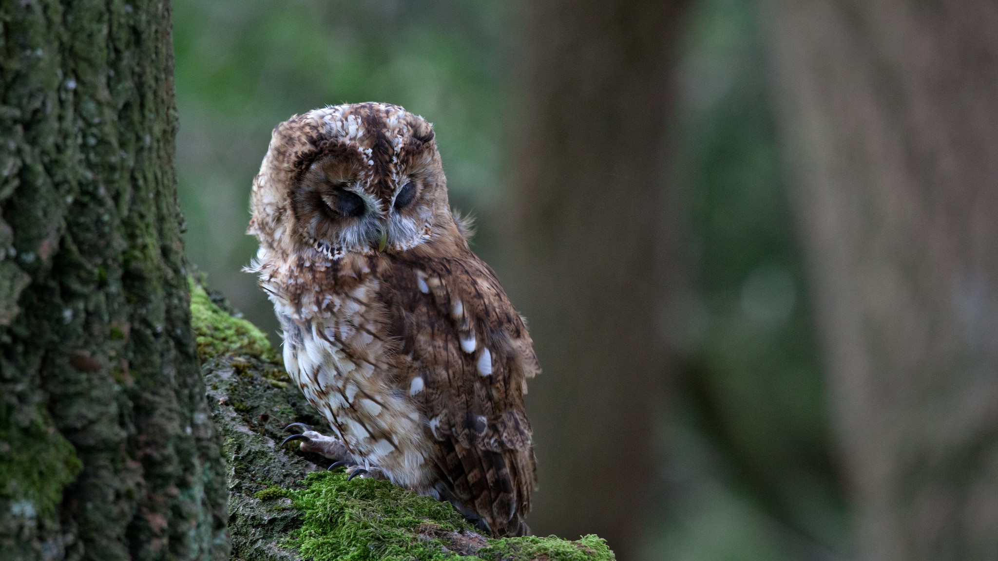 Tawny owl perched on a mossy tree branch HD Wallpaper