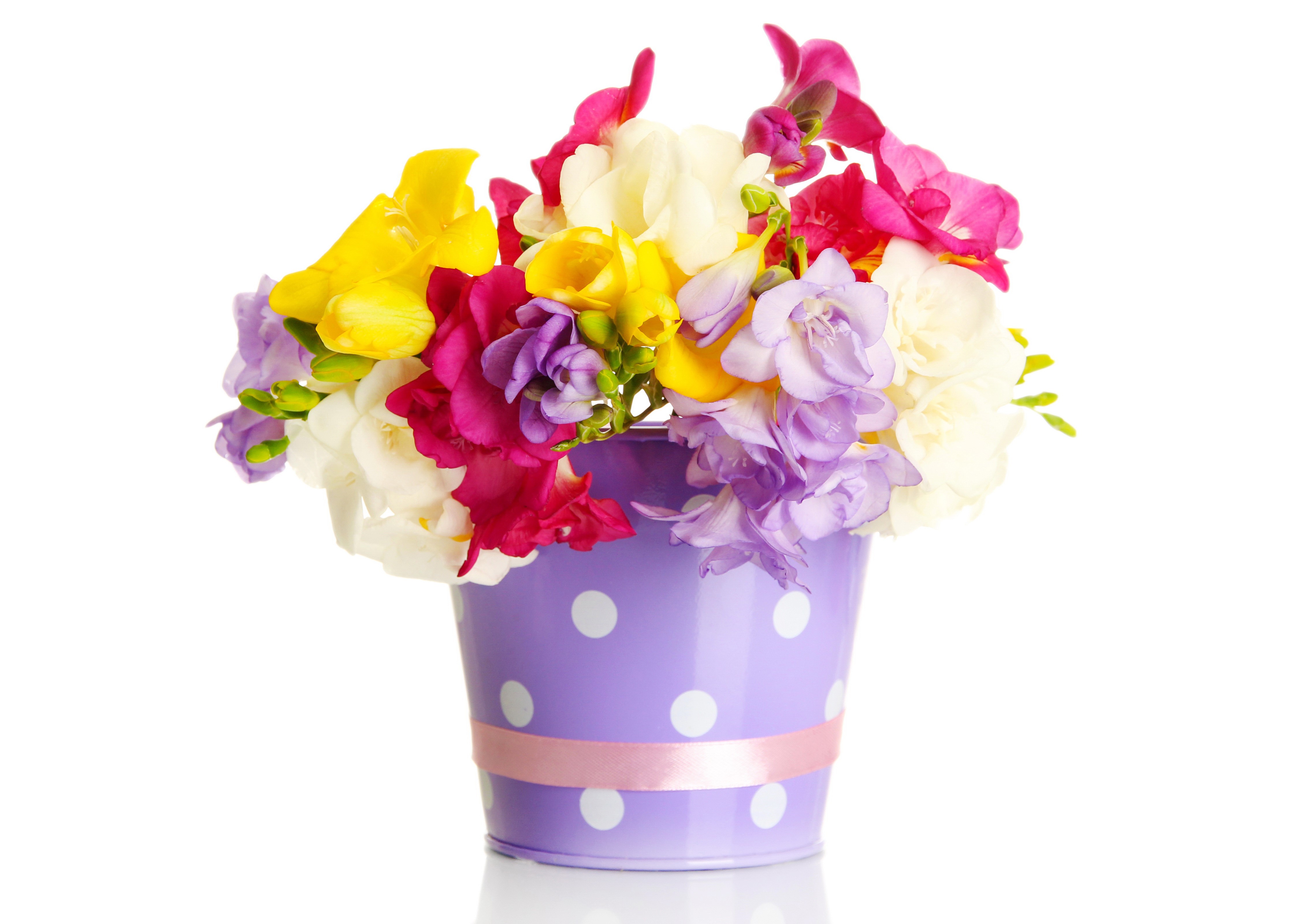 Freesia flowers in a polka dot pot HD Wallpaper