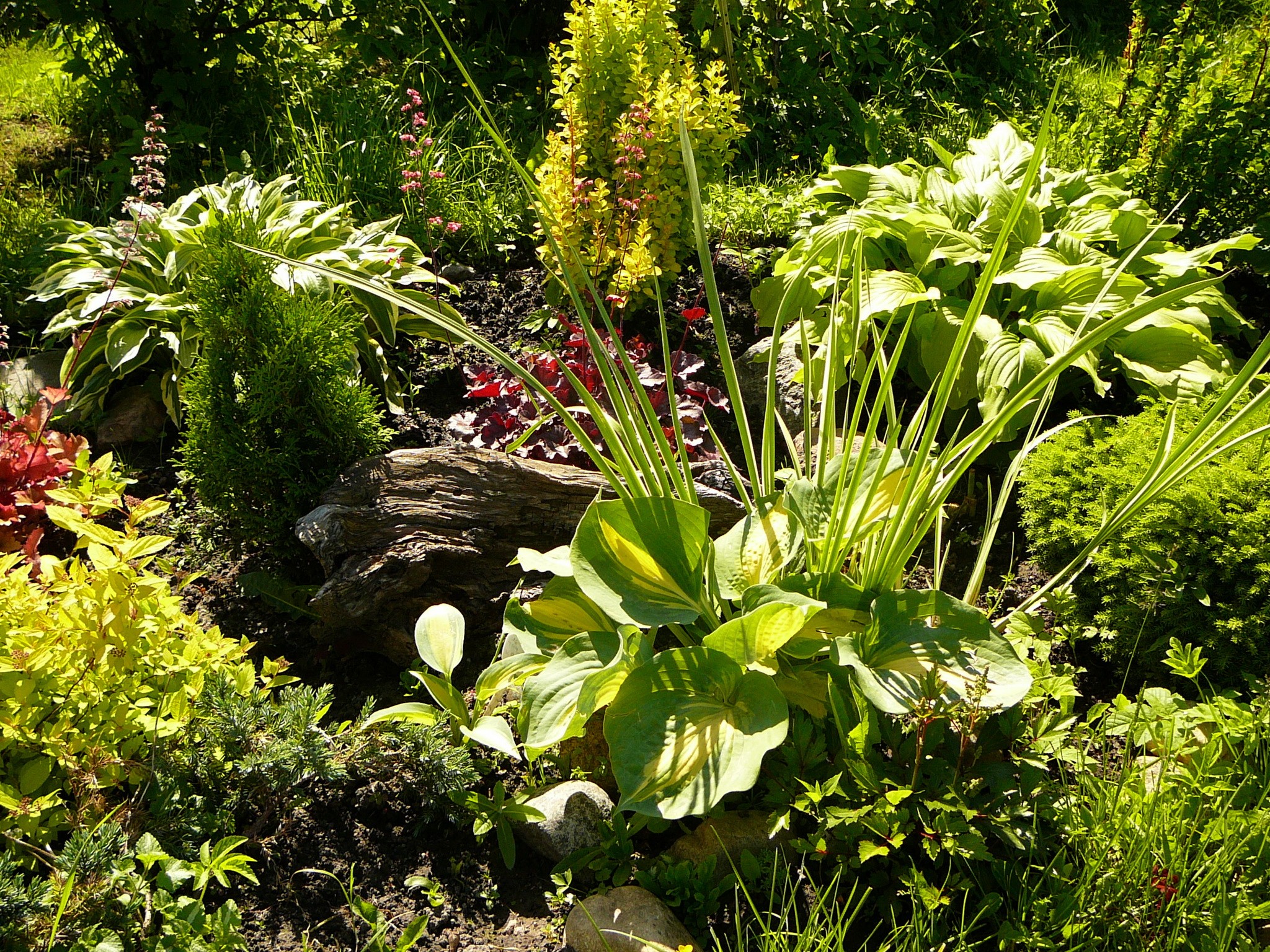A sunlit garden with hostas, cypress, and ornamental plants HD Wallpaper