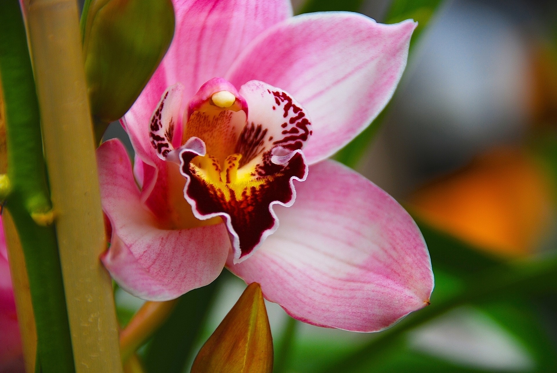 Pink Orchid Flower Closeup HD Wallpaper