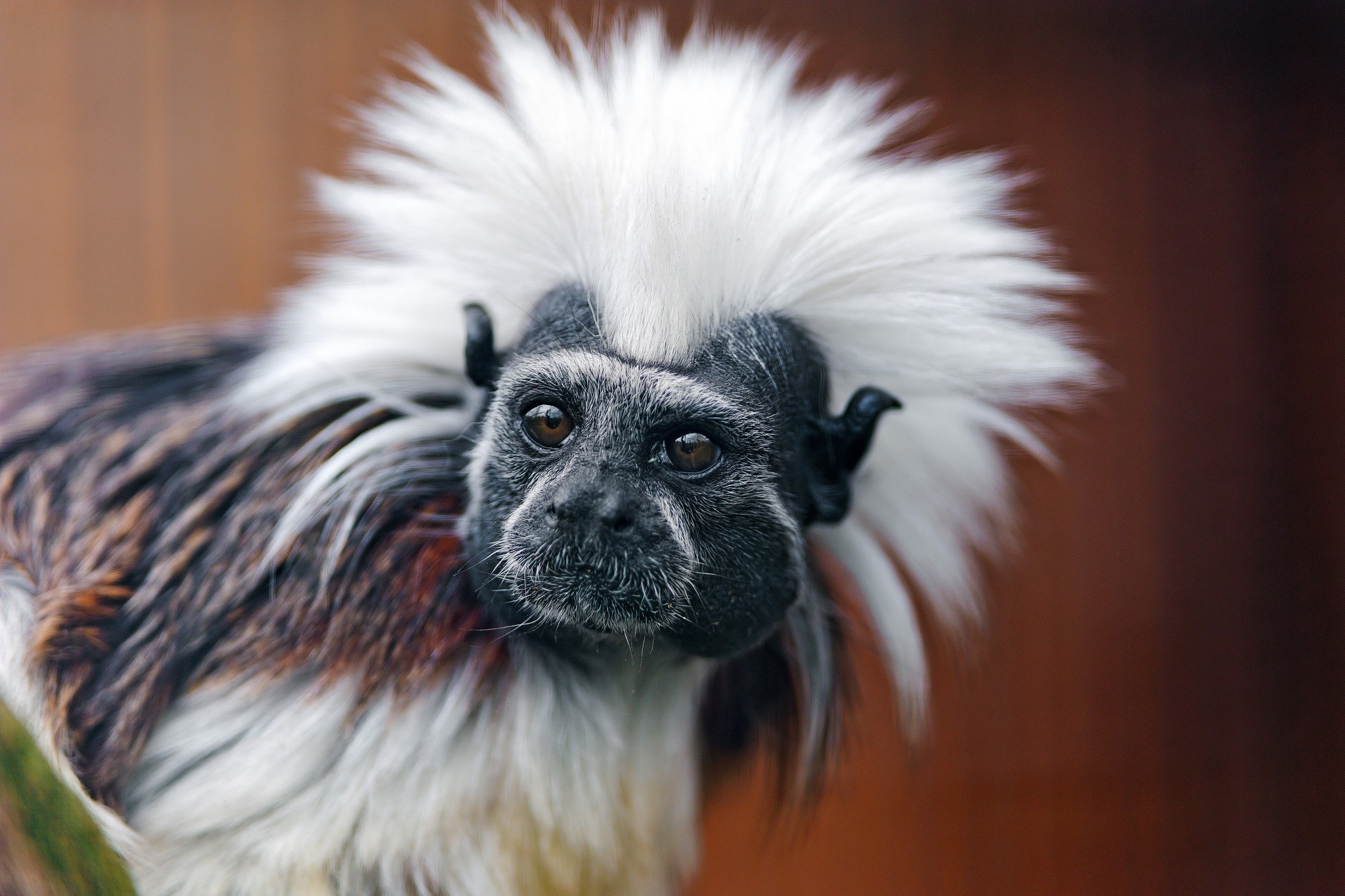Cotton-top tamarin monkey with white crest HD Wallpaper