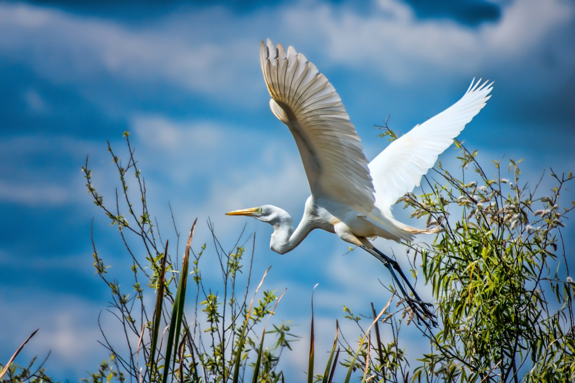 Great Egret in flight over marsh plants HD Wallpaper