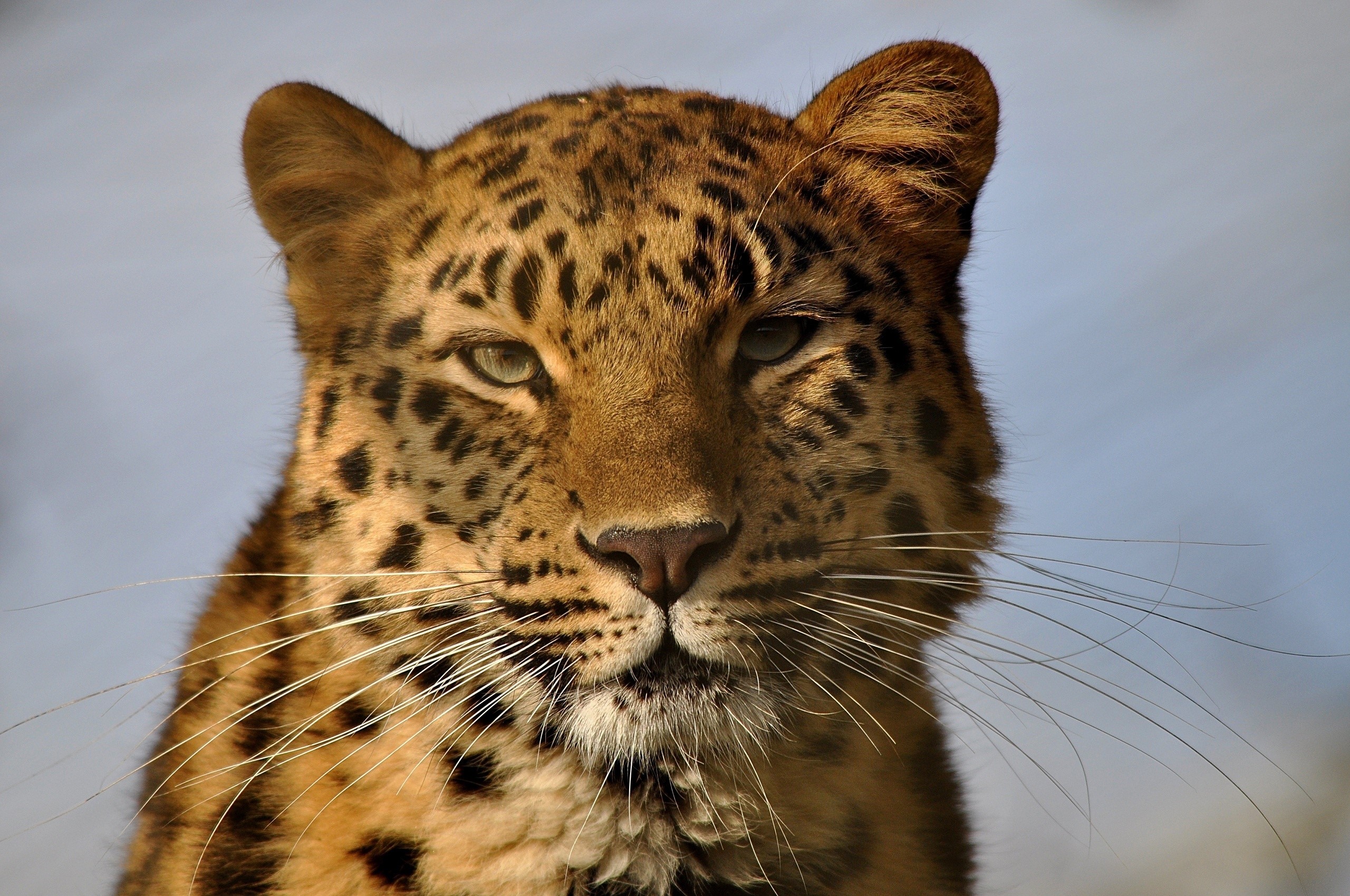 Close-up of a leopard's face HD Wallpaper