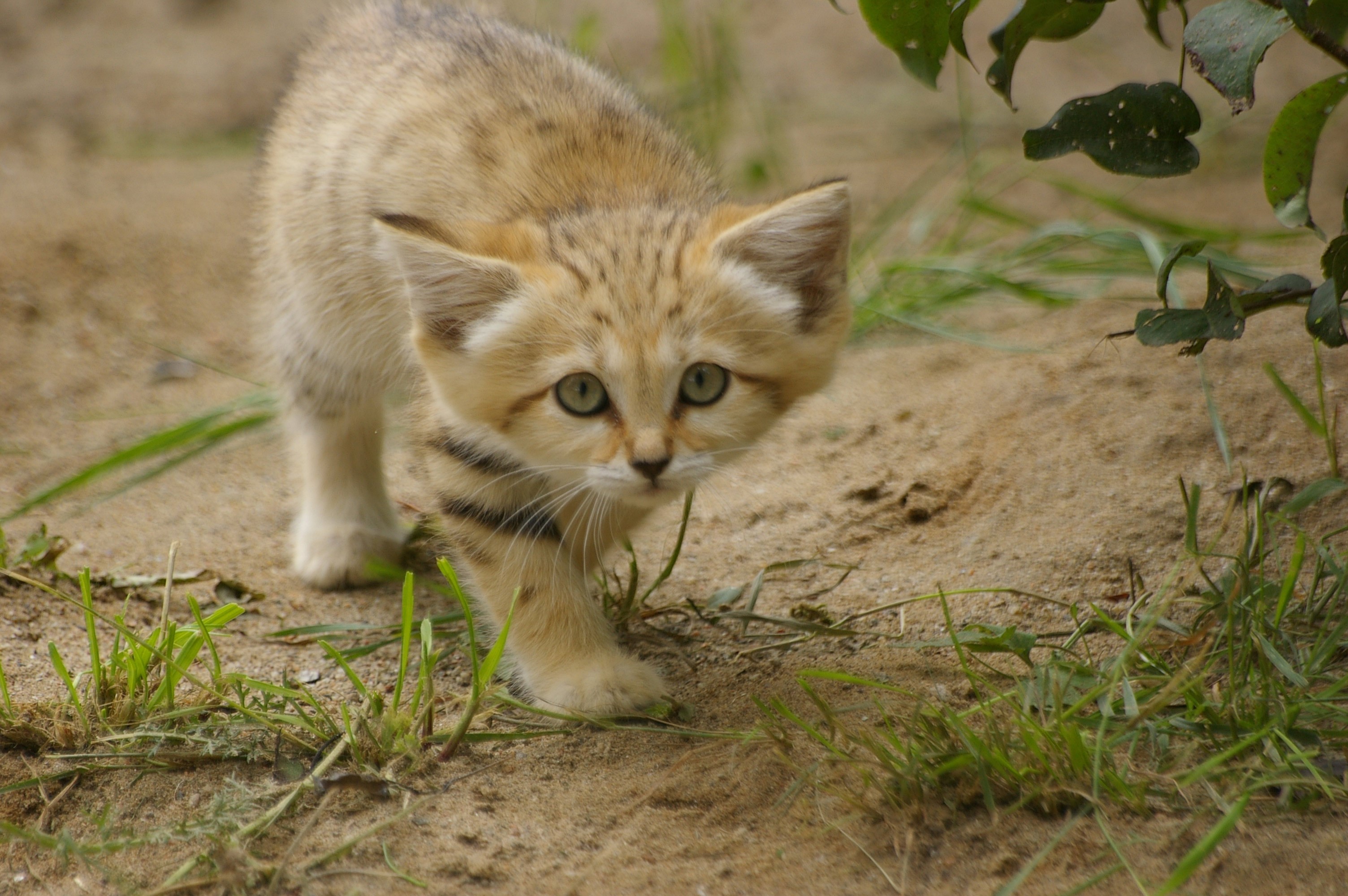 Sand cat kitten walking on sand with grass HD Wallpaper