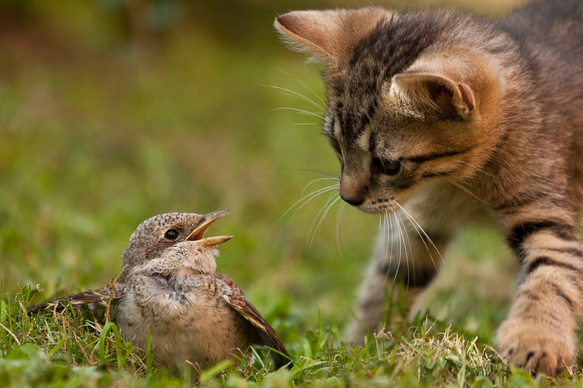 Kitten stalking a small bird in the grass HD Wallpaper