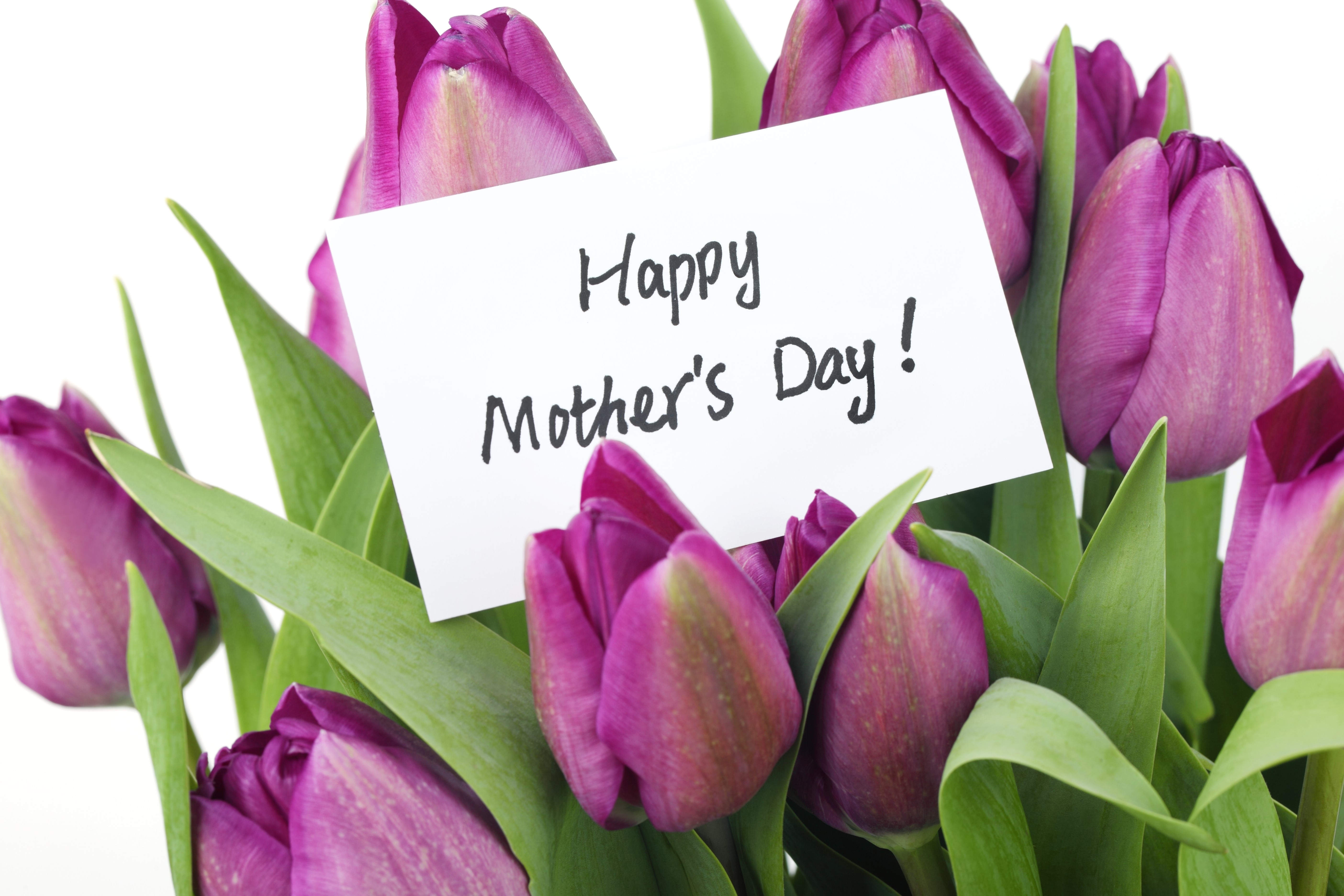 Happy Mother's Day Tulips HD Wallpaper