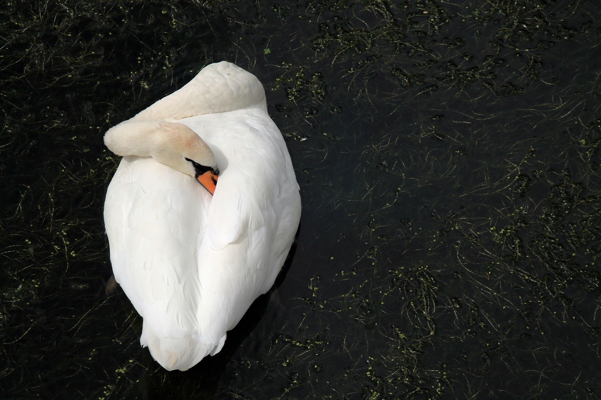 White swan sleeping on dark water HD Wallpaper