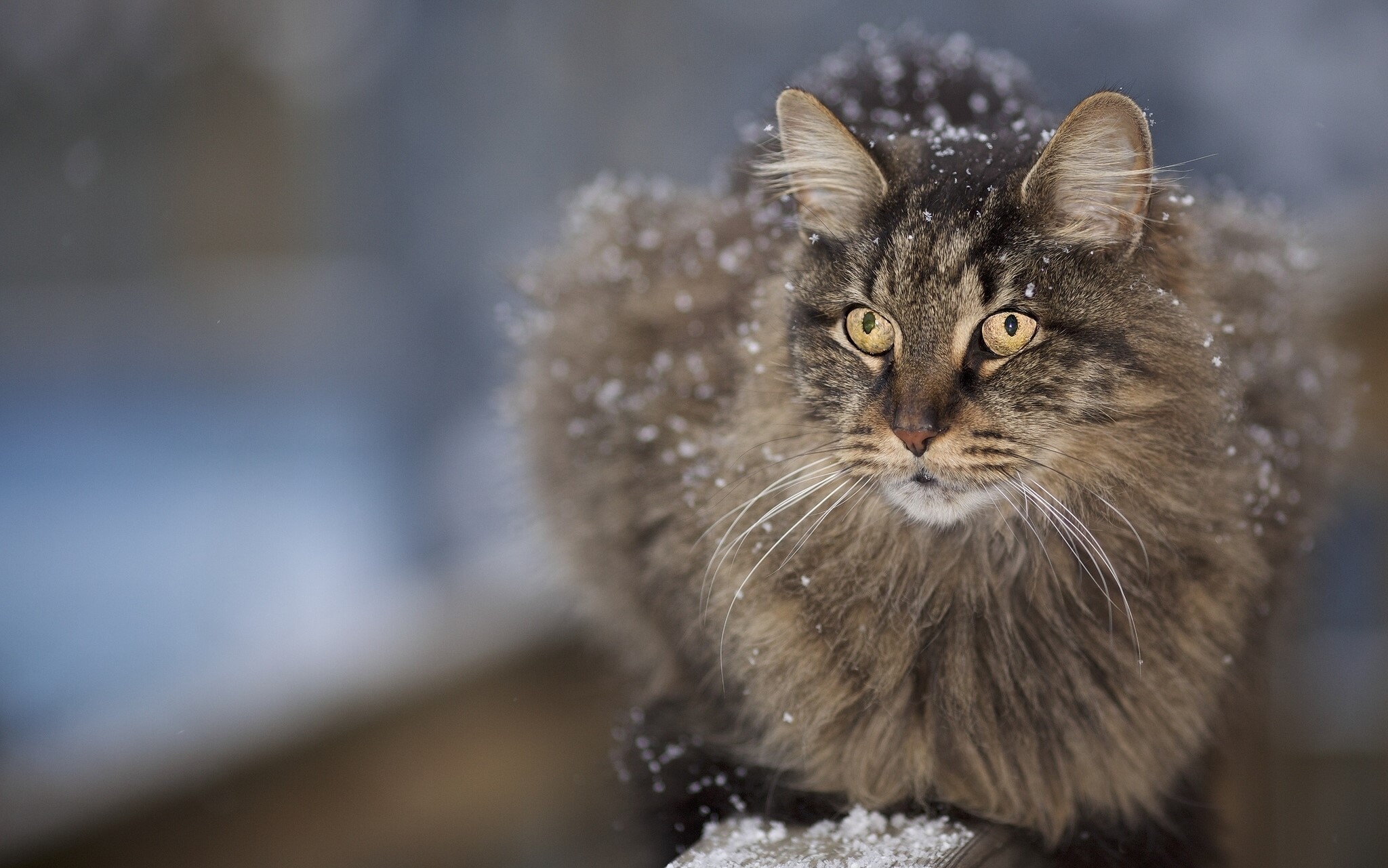 Fluffy cat with snow on fur HD Wallpaper