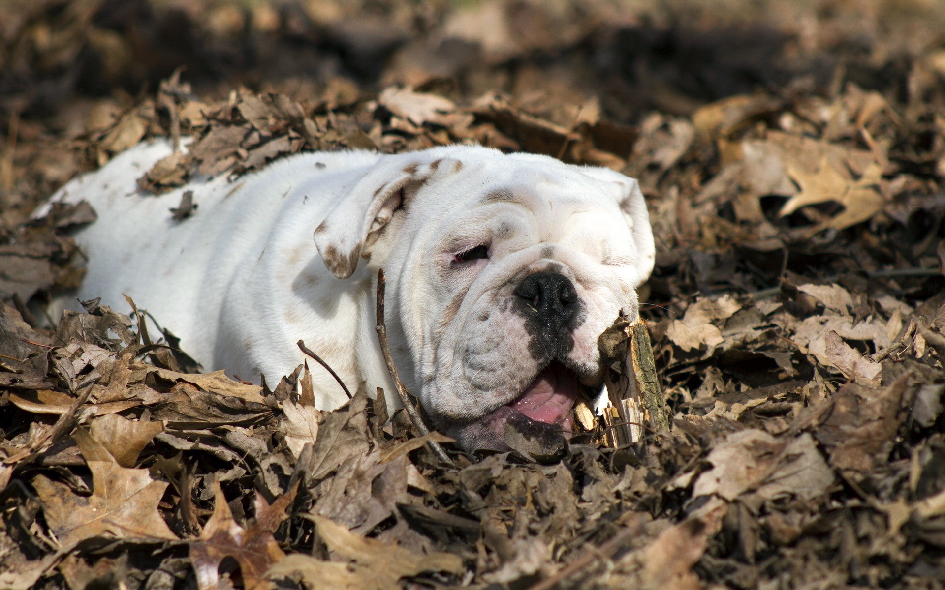 White bulldog lying in fallen leaves HD Wallpaper