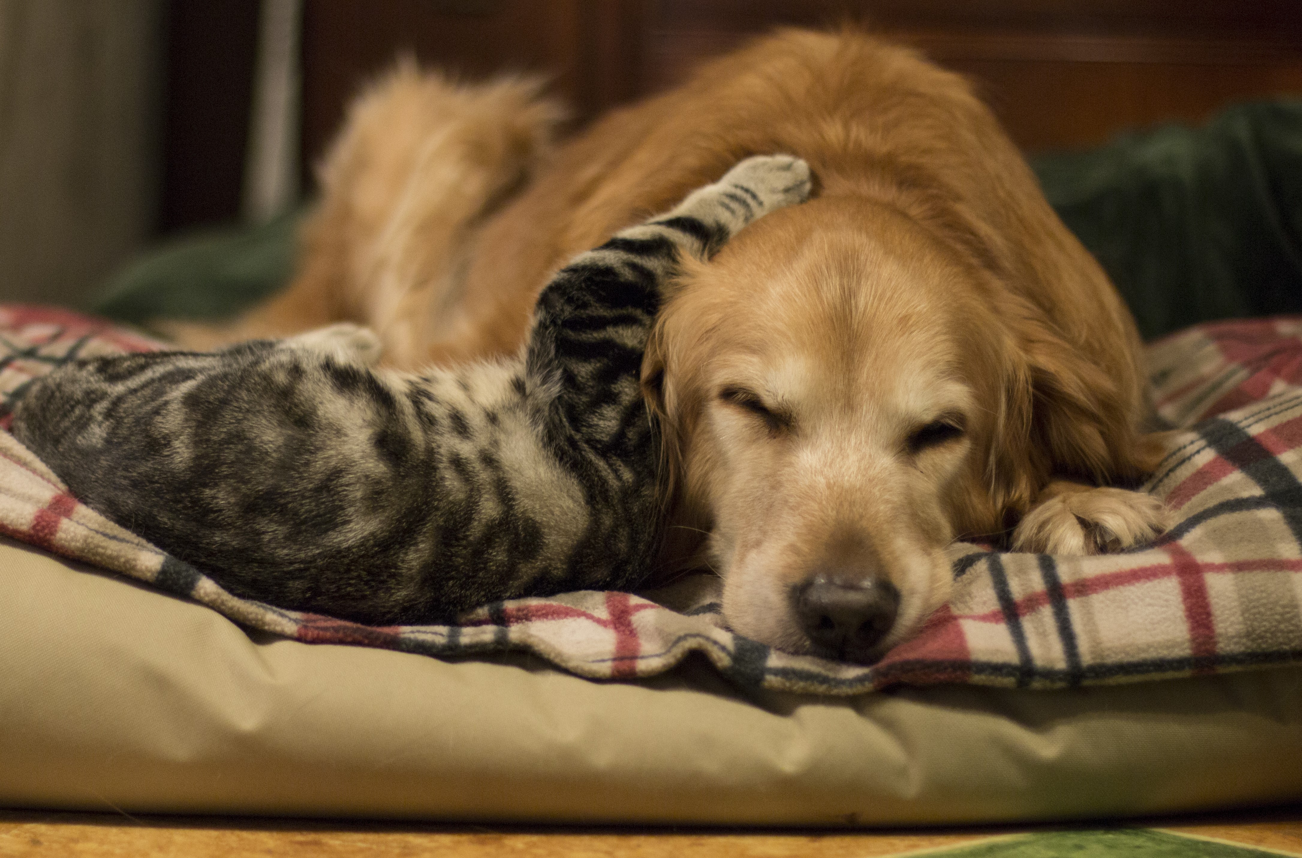 Golden Retriever and Kitten Sleeping Together HD Wallpaper