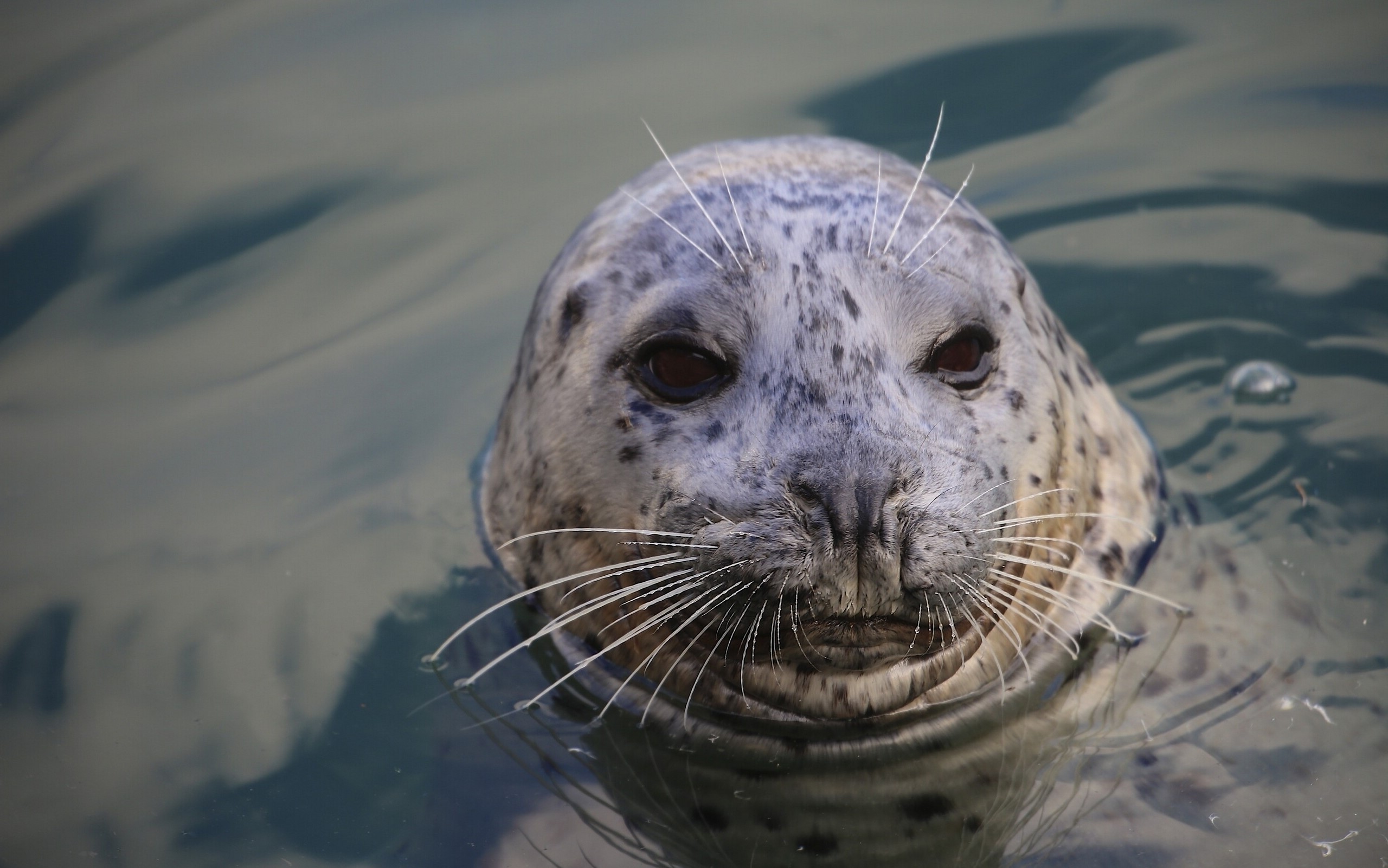 Seal head with whiskers in water HD Wallpaper