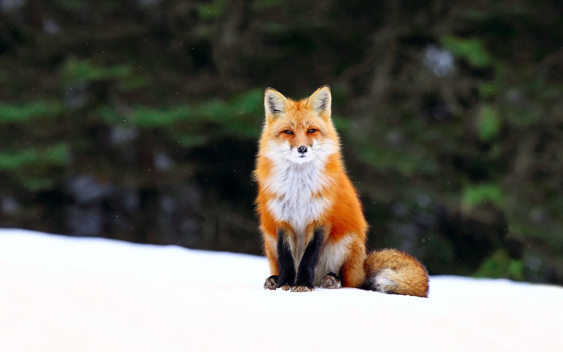 Red fox sitting in the snow HD Wallpaper