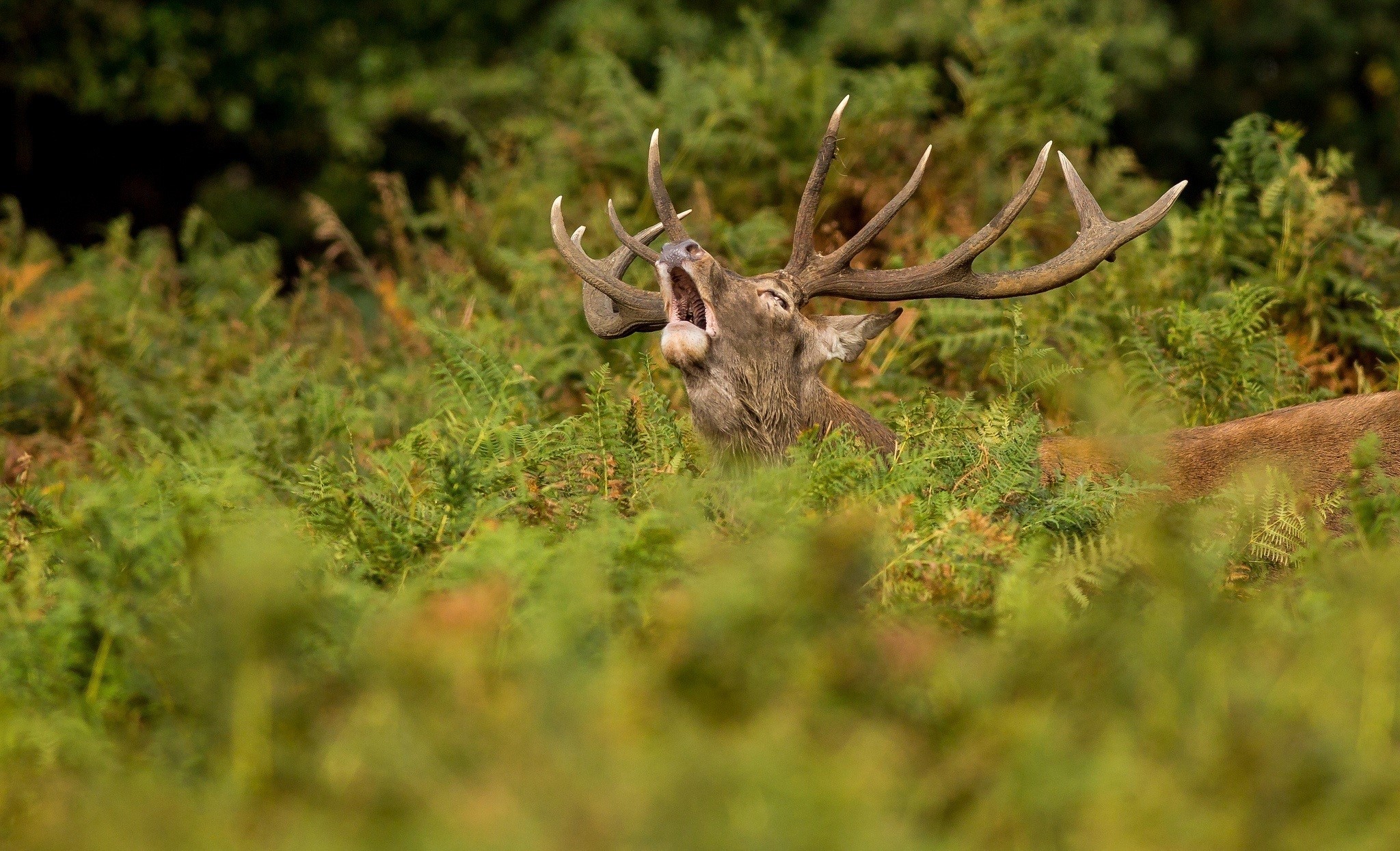 Deer with large antlers roaring in ferns HD Wallpaper