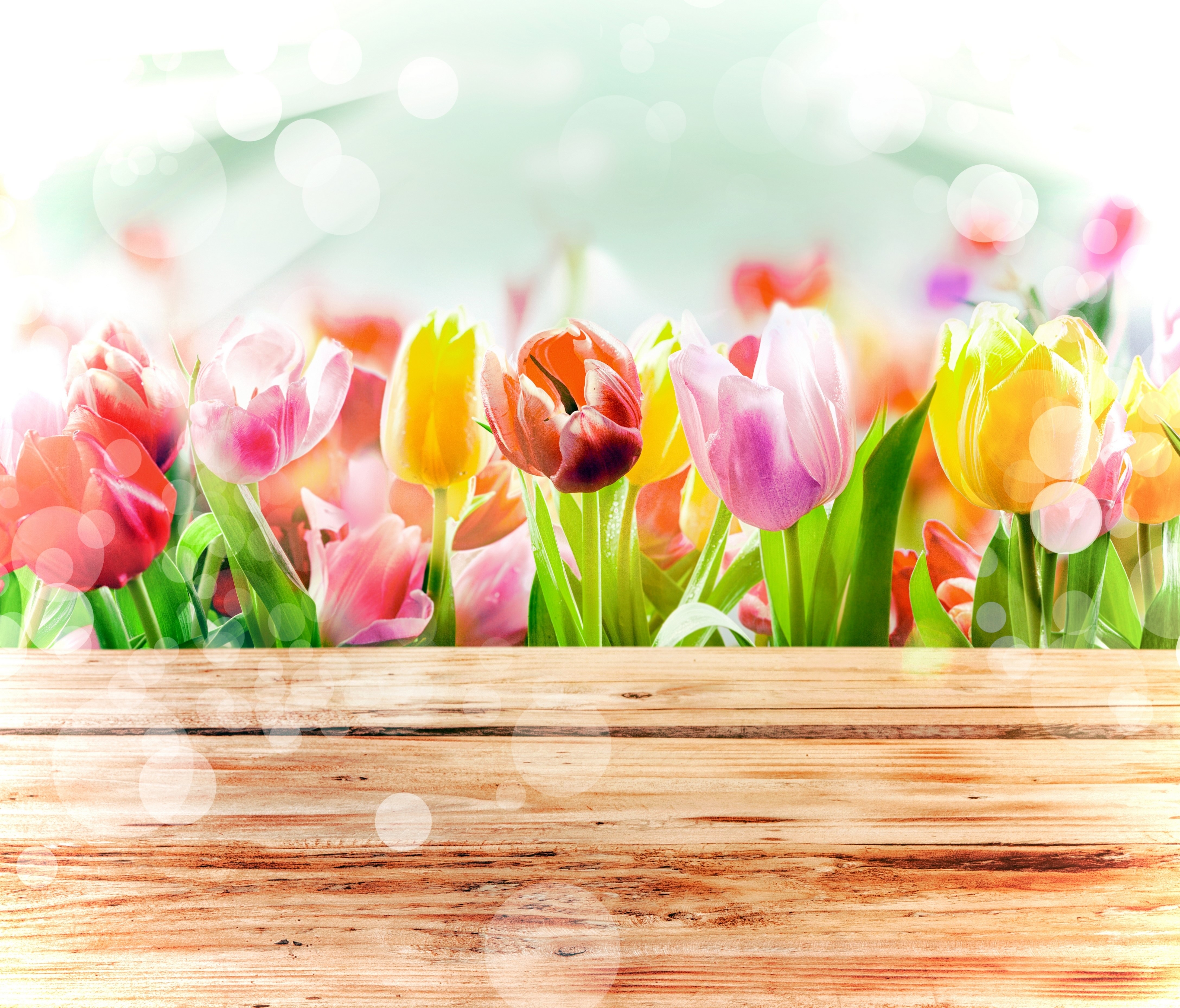 4K Tulips HD Wallpaper