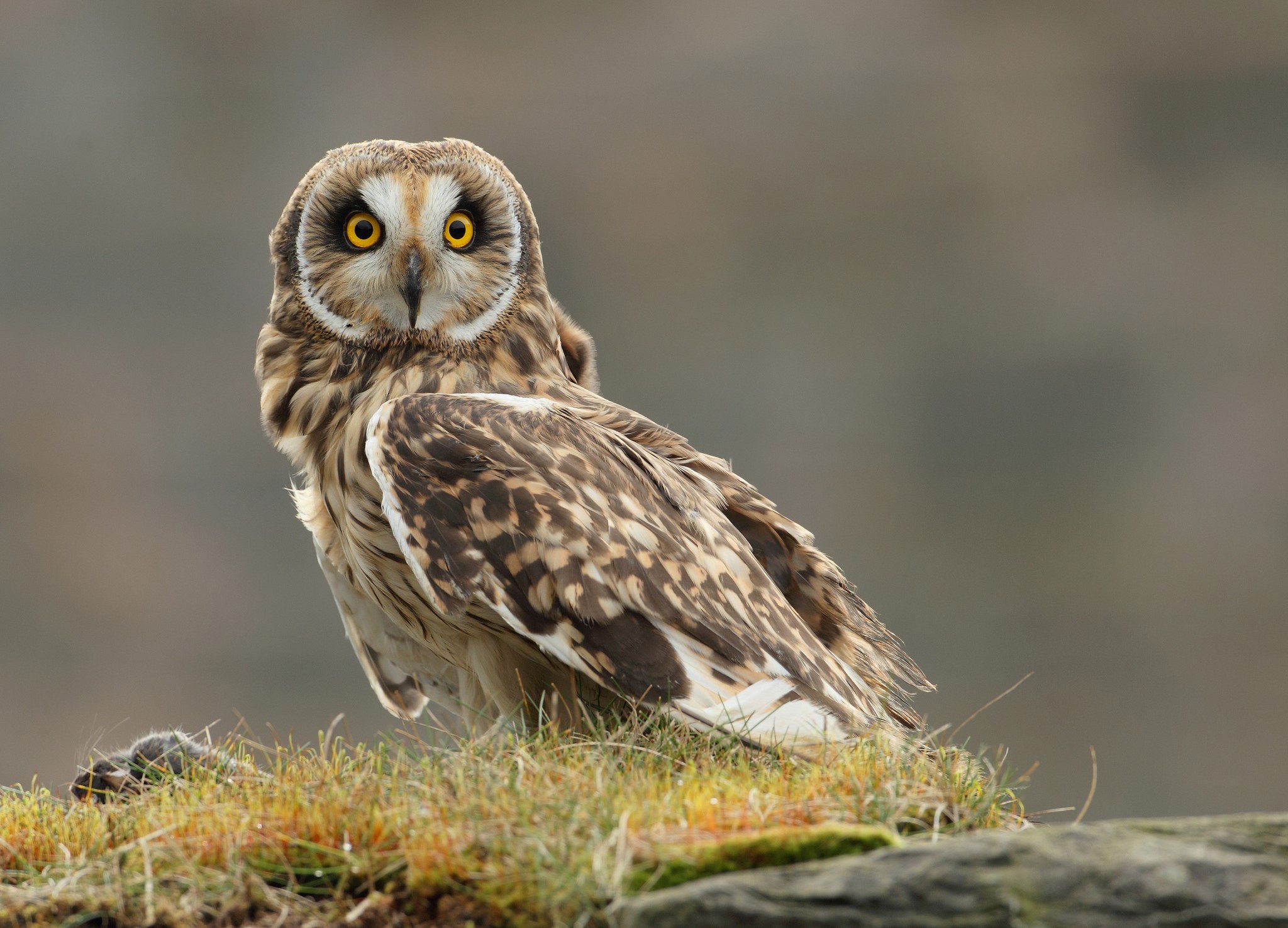 Short-eared owl perched on grassy ground HD Wallpaper
