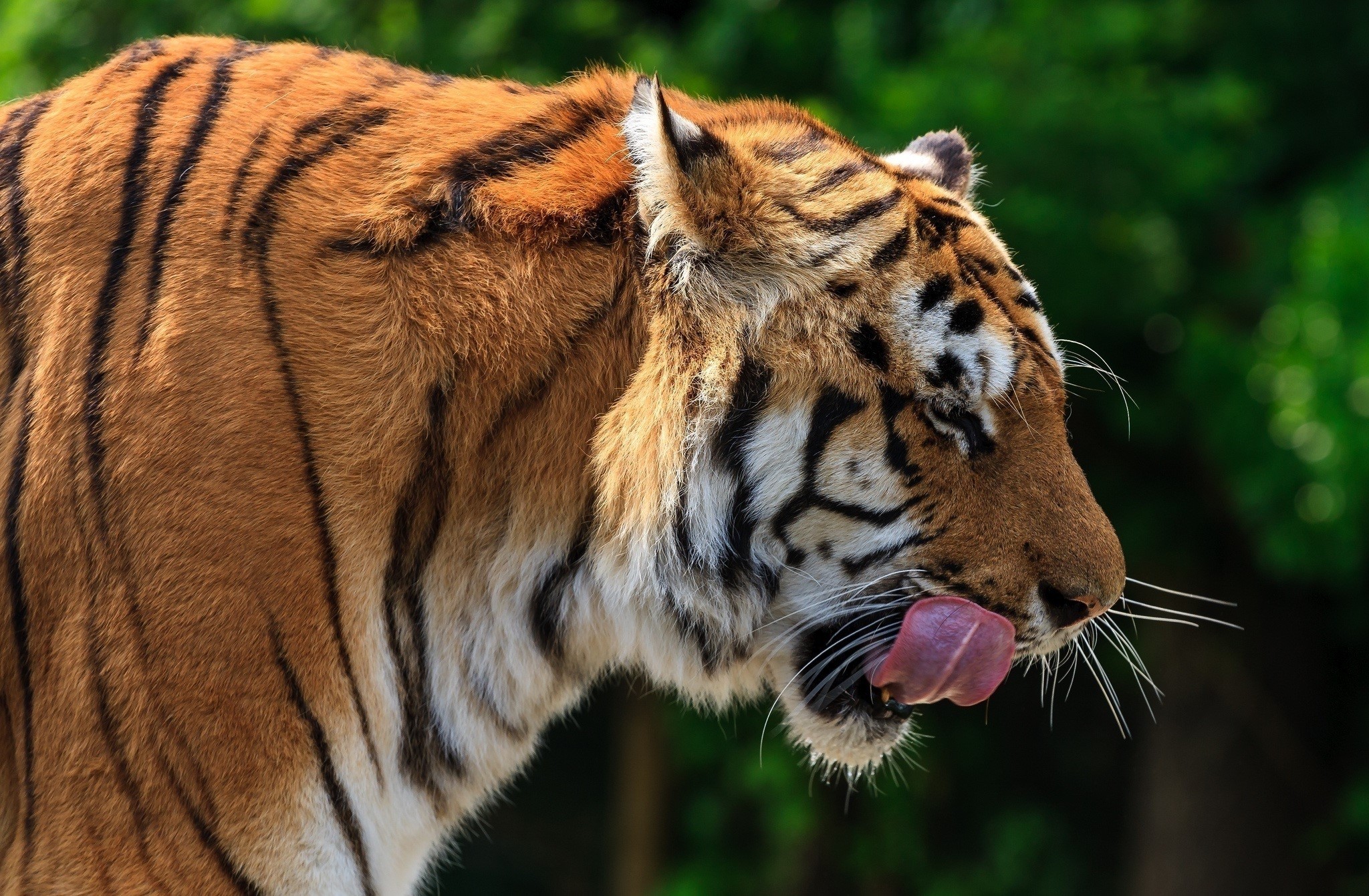 Tiger licking its nose with green foliage background HD Wallpaper