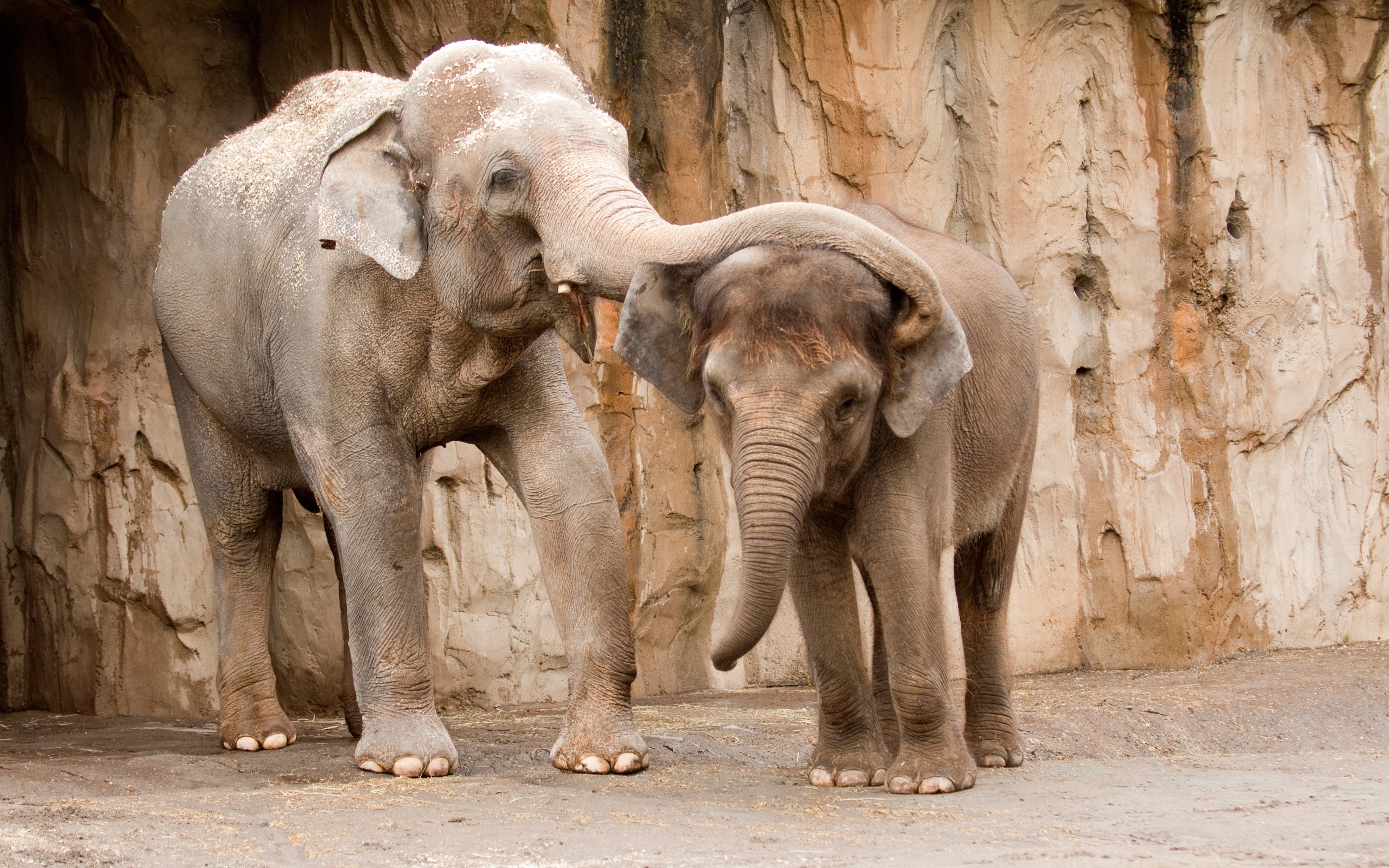 Two elephants interacting in front of a rock wall HD Wallpaper