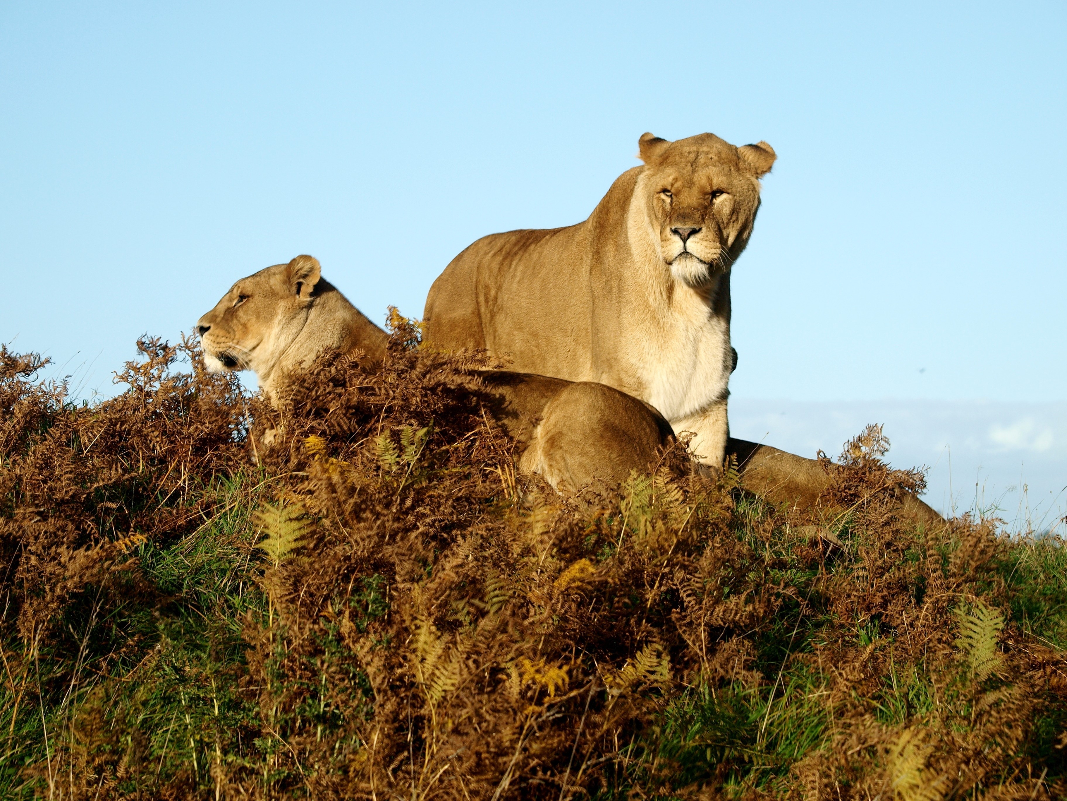 Three lions resting on a grassy hill HD Wallpaper
