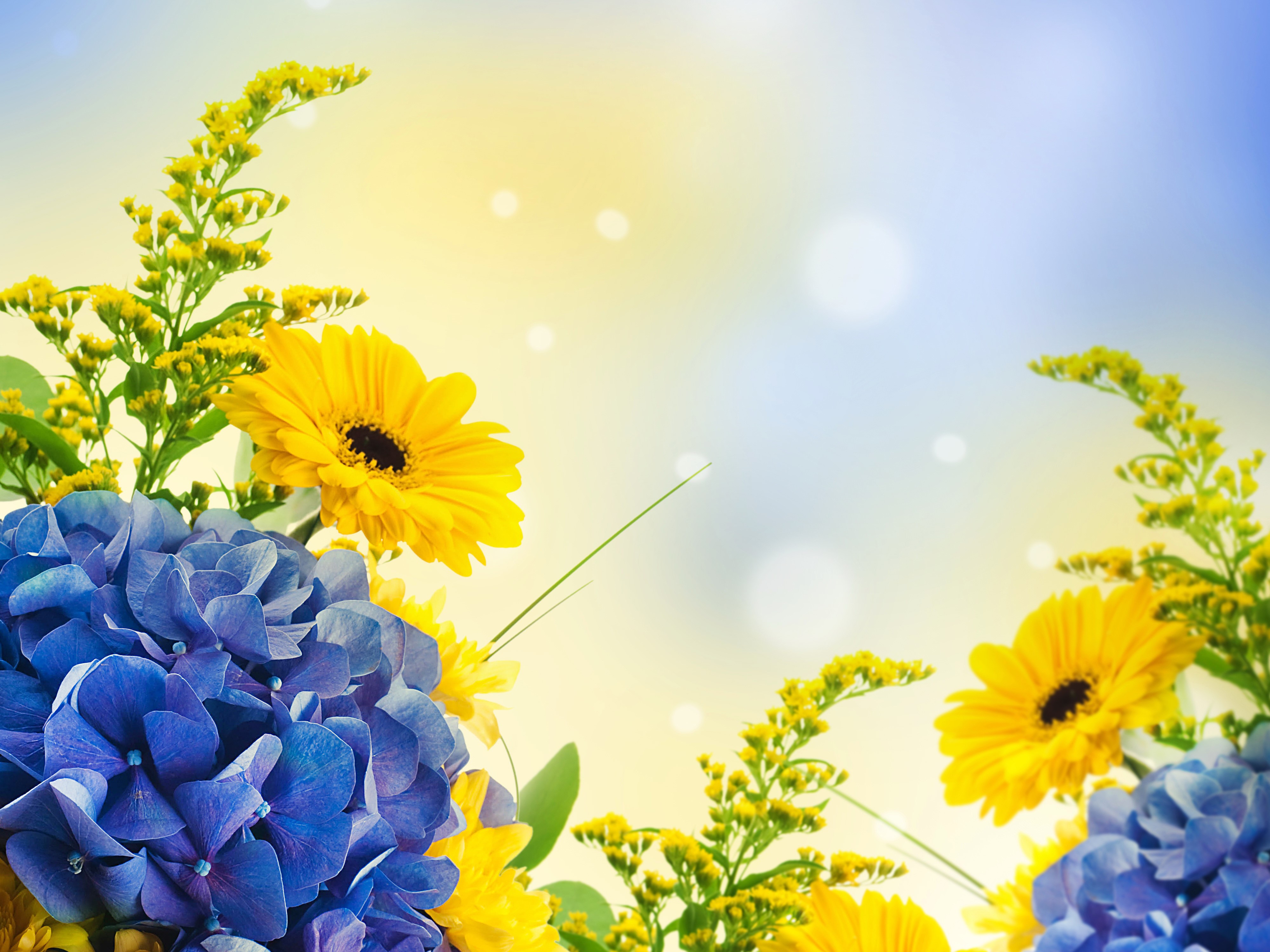 Hydrangea and Gerbera flowers with Silver wattle HD Wallpaper