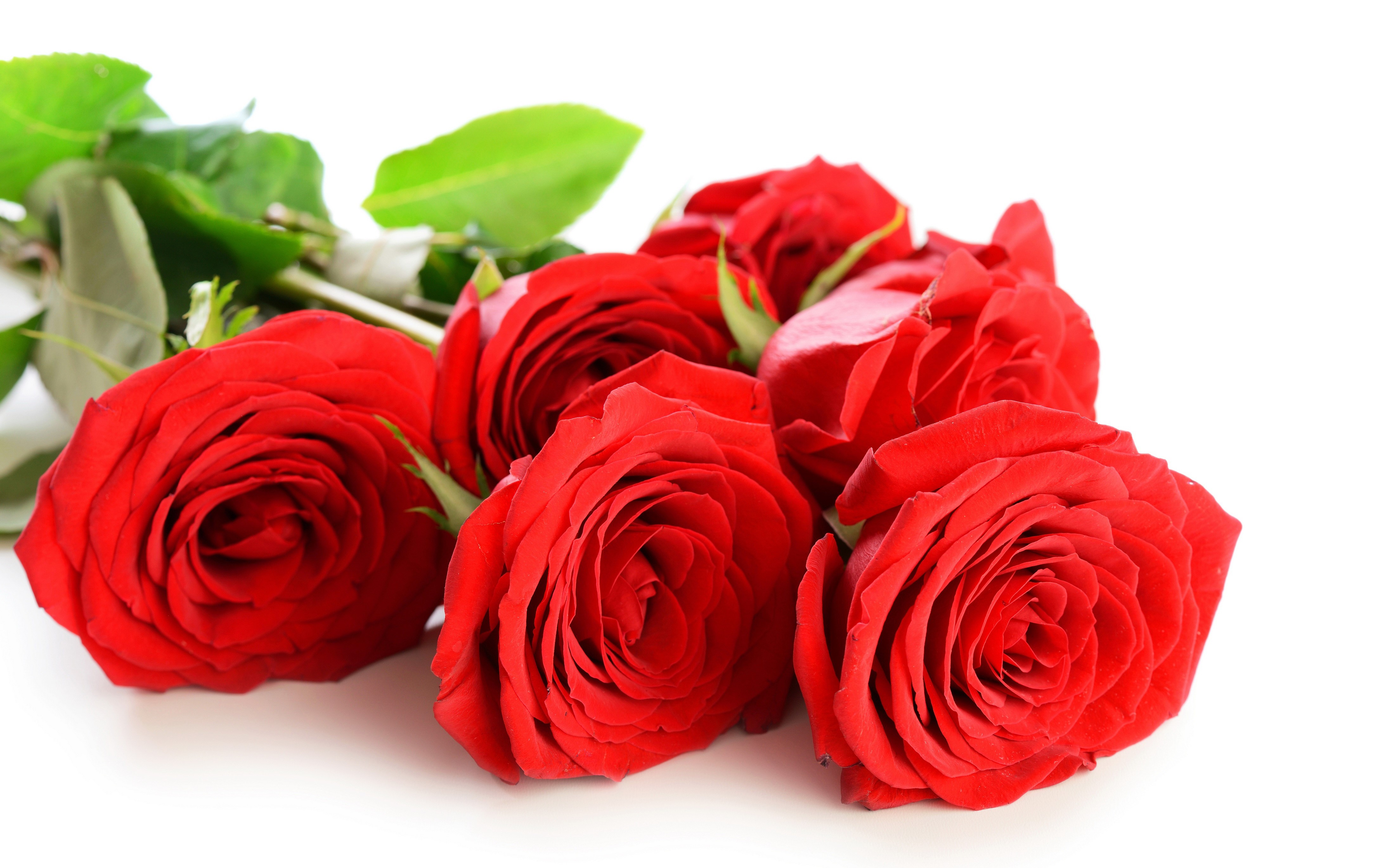Bouquet of Red Roses HD Wallpaper