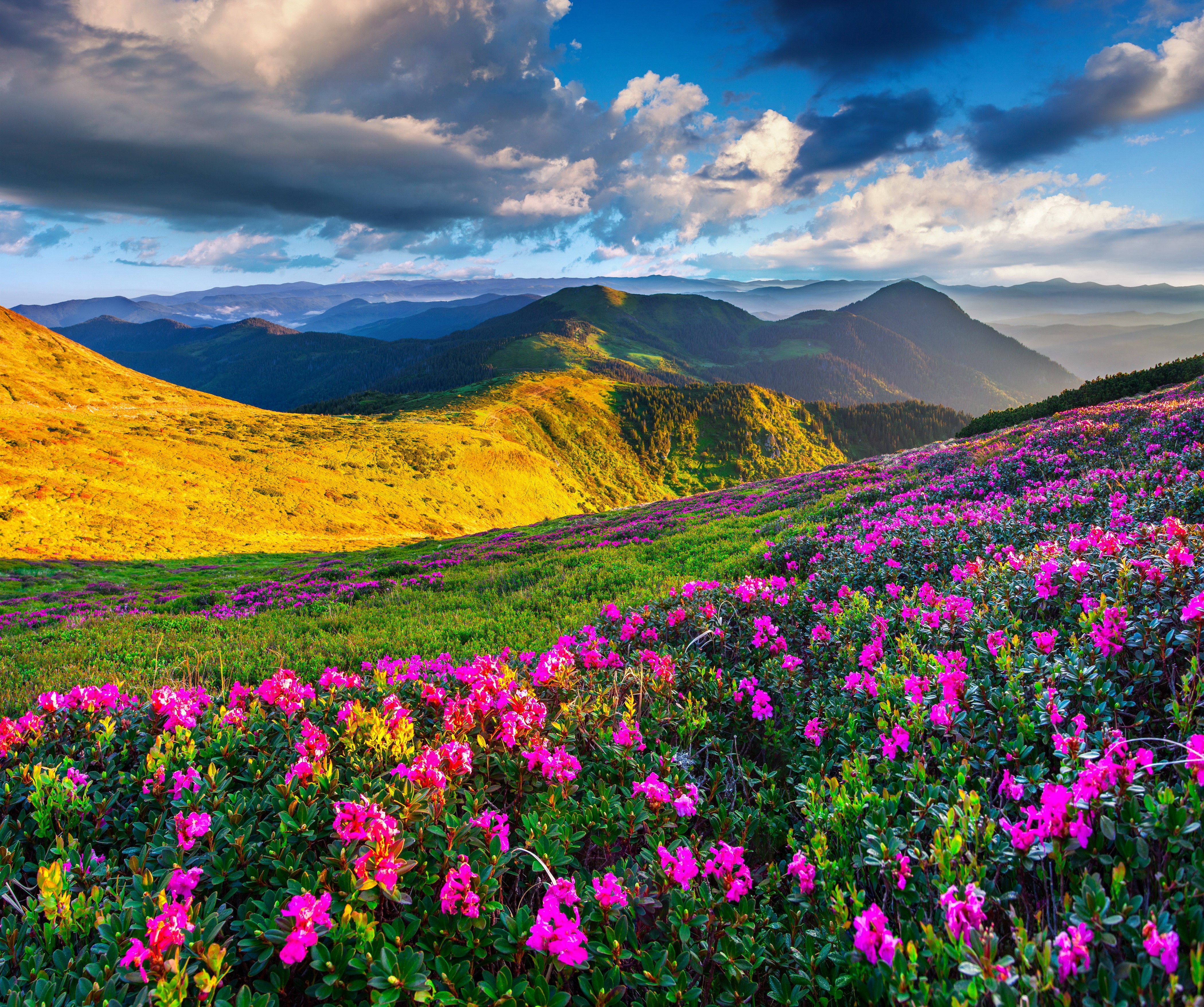 4K Mountains with Rhododendron Scenery HD Wallpaper