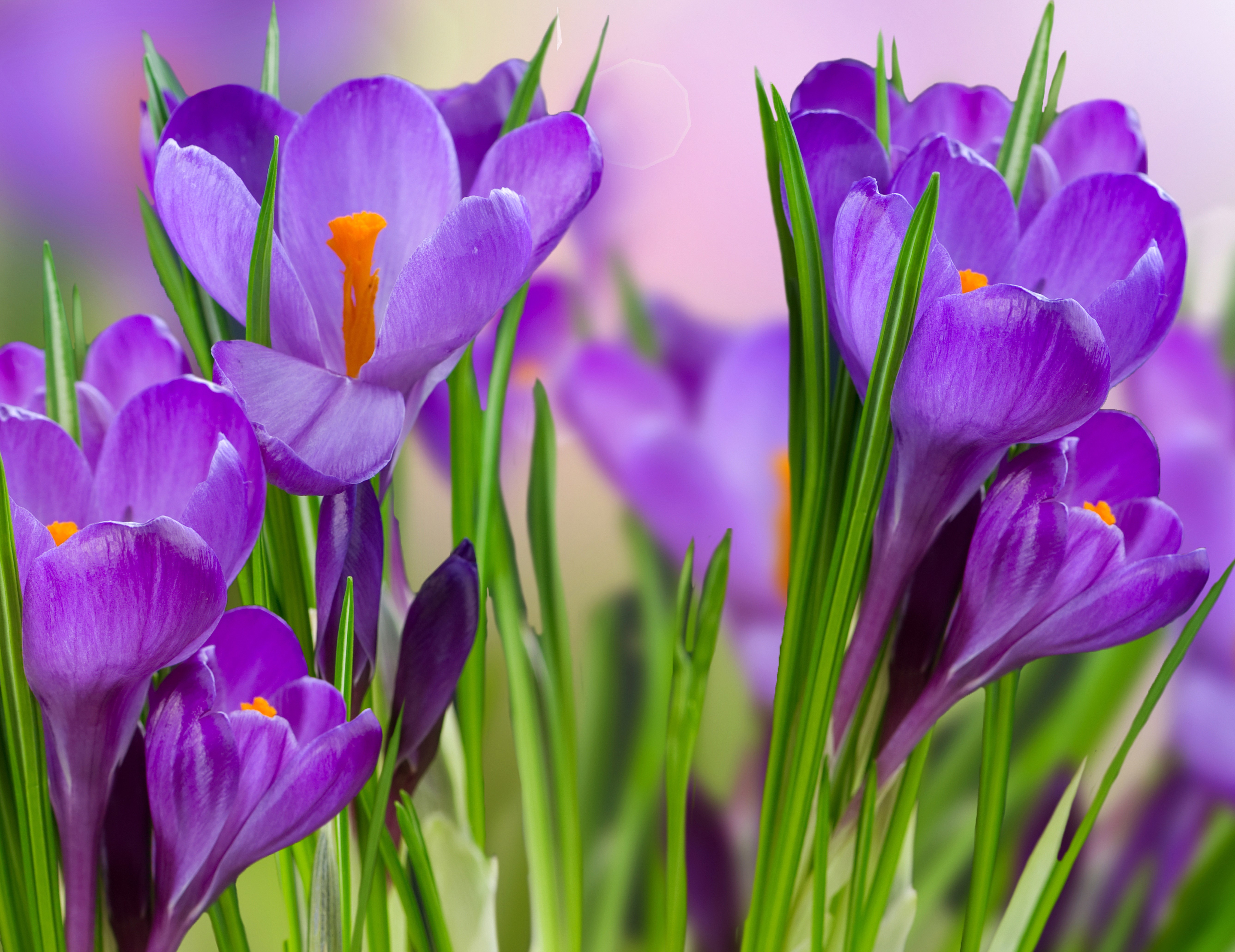 Purple Crocuses in Close-up HD Wallpaper