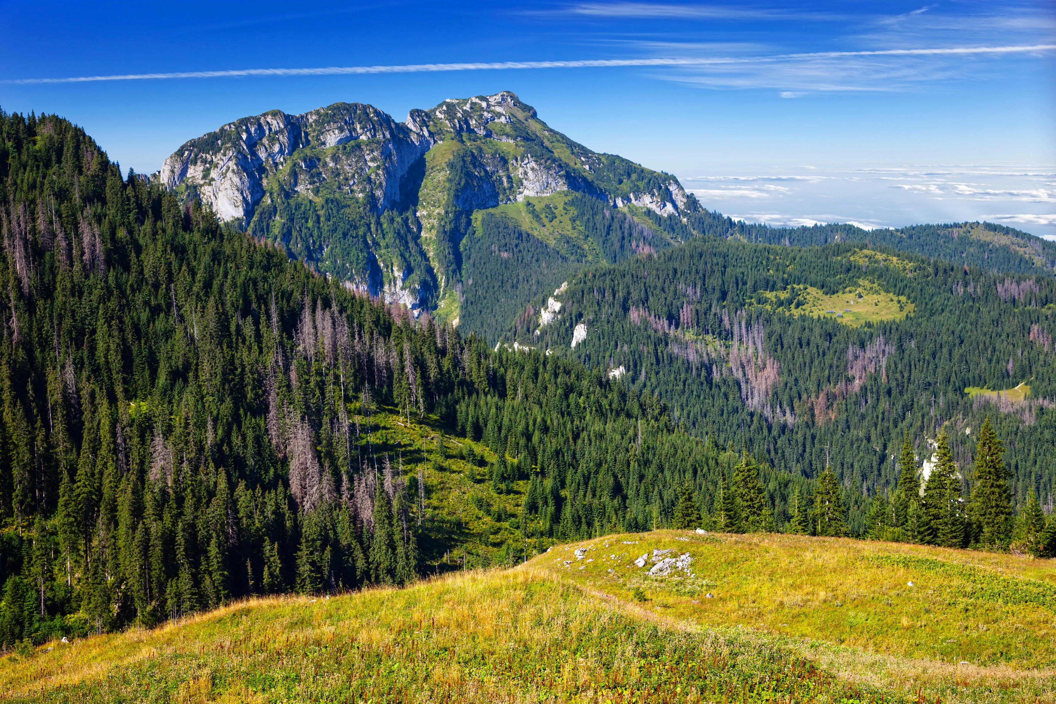 Mountain range with pine forests and grassy foreground HD Wallpaper