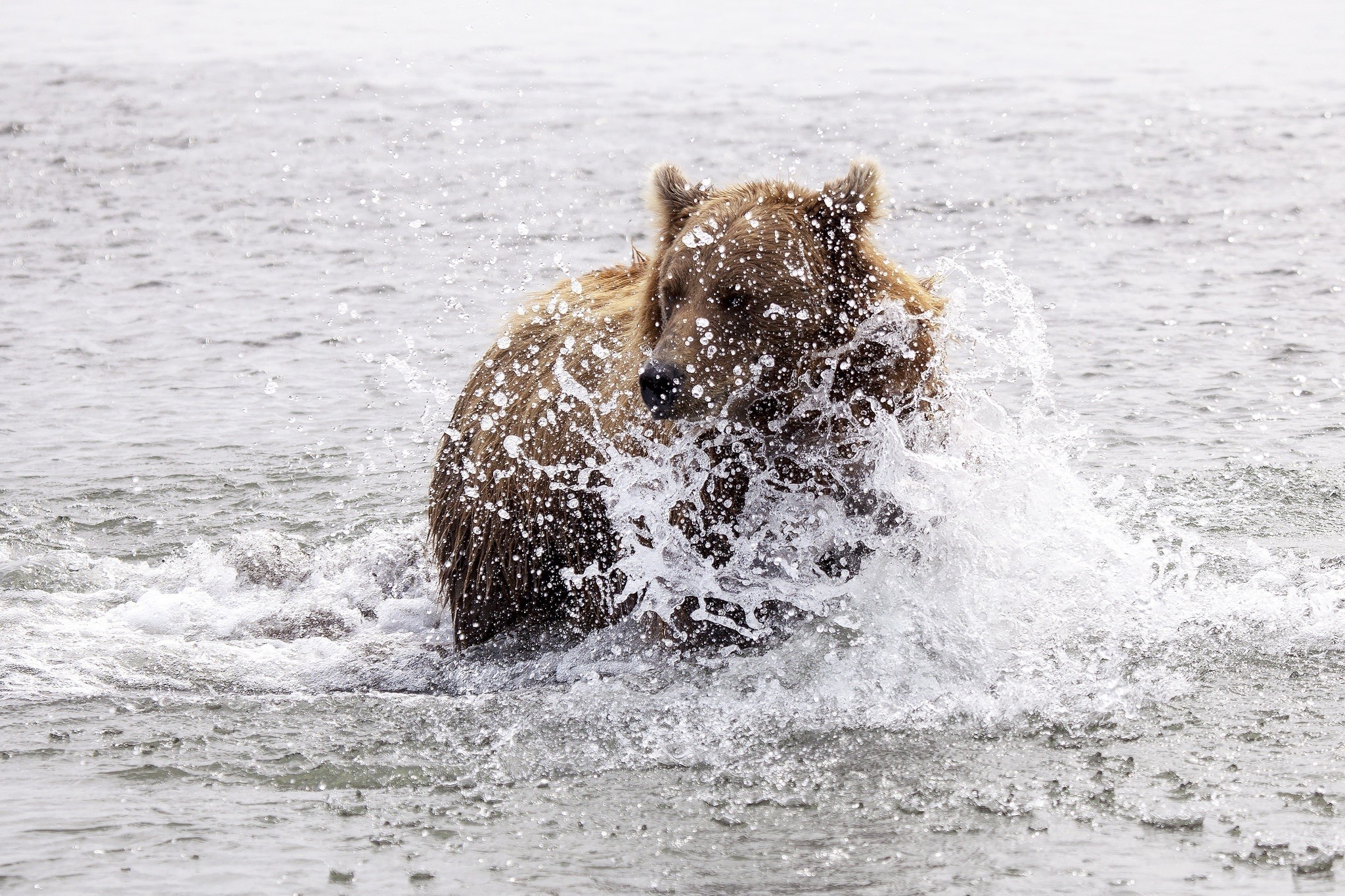 Brown bear splashing in water HD Wallpaper