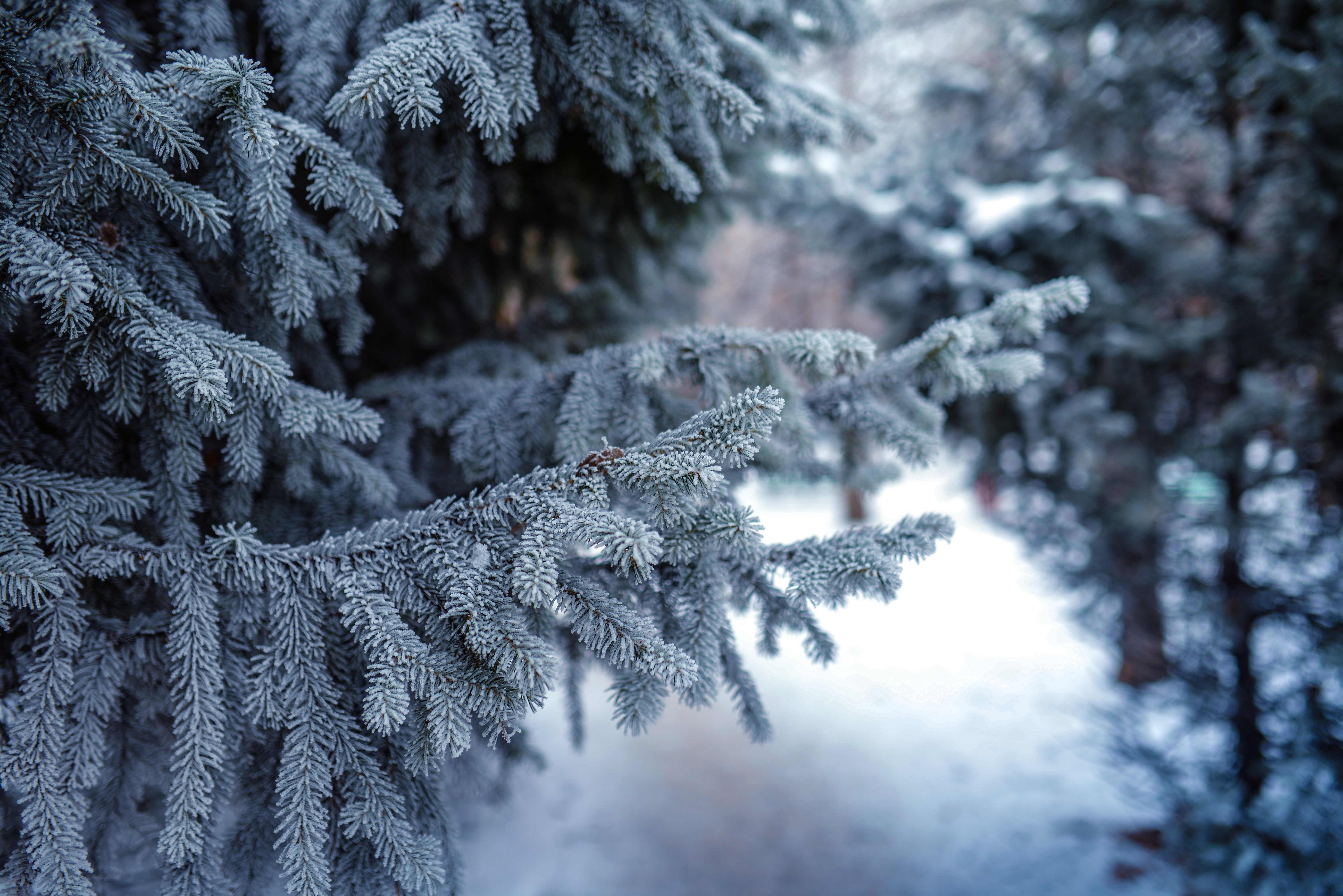 Frost-covered spruce branches in winter HD Wallpaper