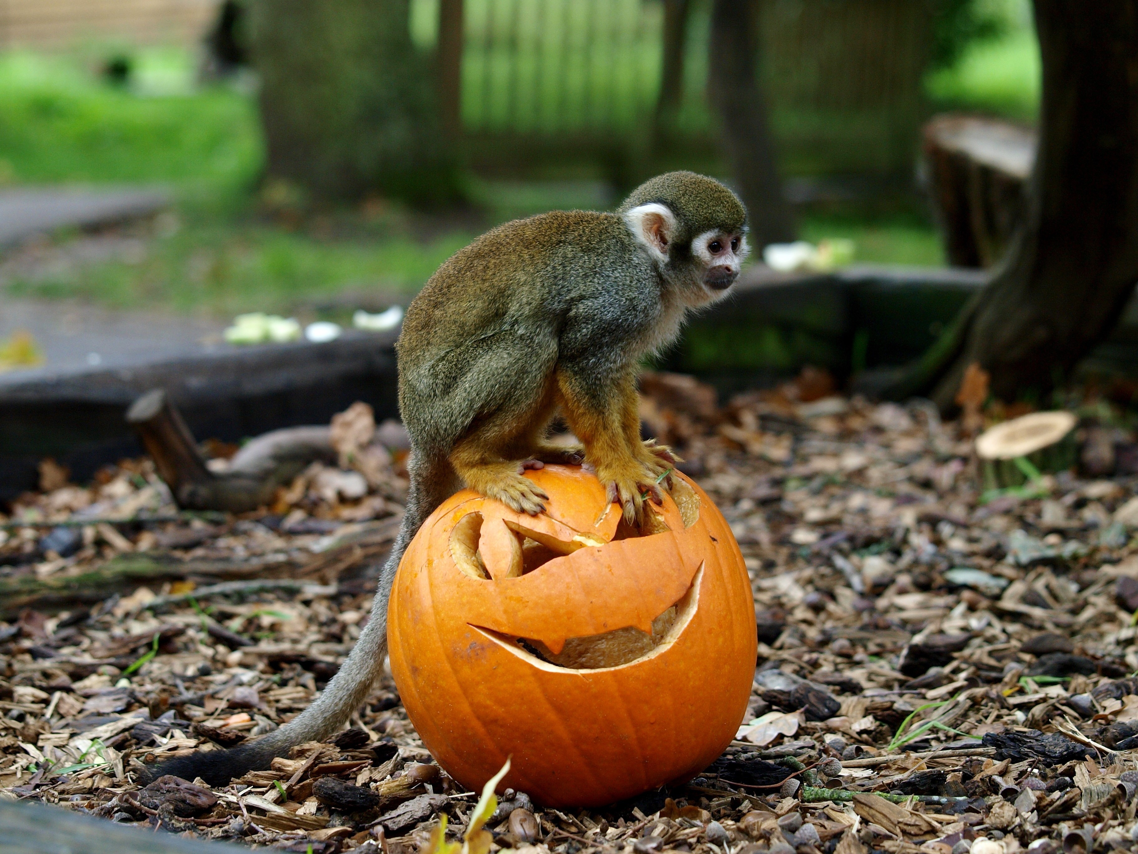 Monkey sitting on a Halloween pumpkin HD Wallpaper