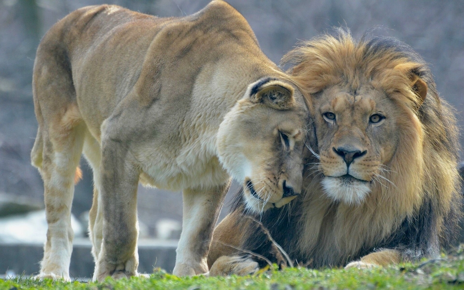 A male and female lion in close proximity HD Wallpaper