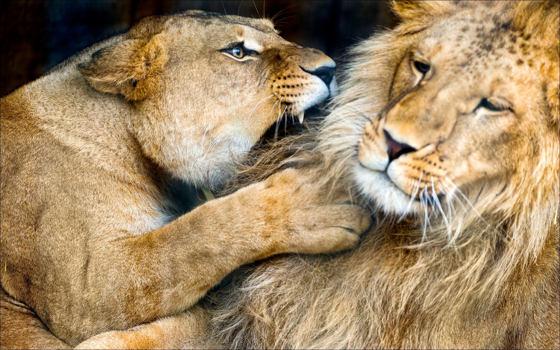 Two lions, a male and a female, interacting closely HD Wallpaper
