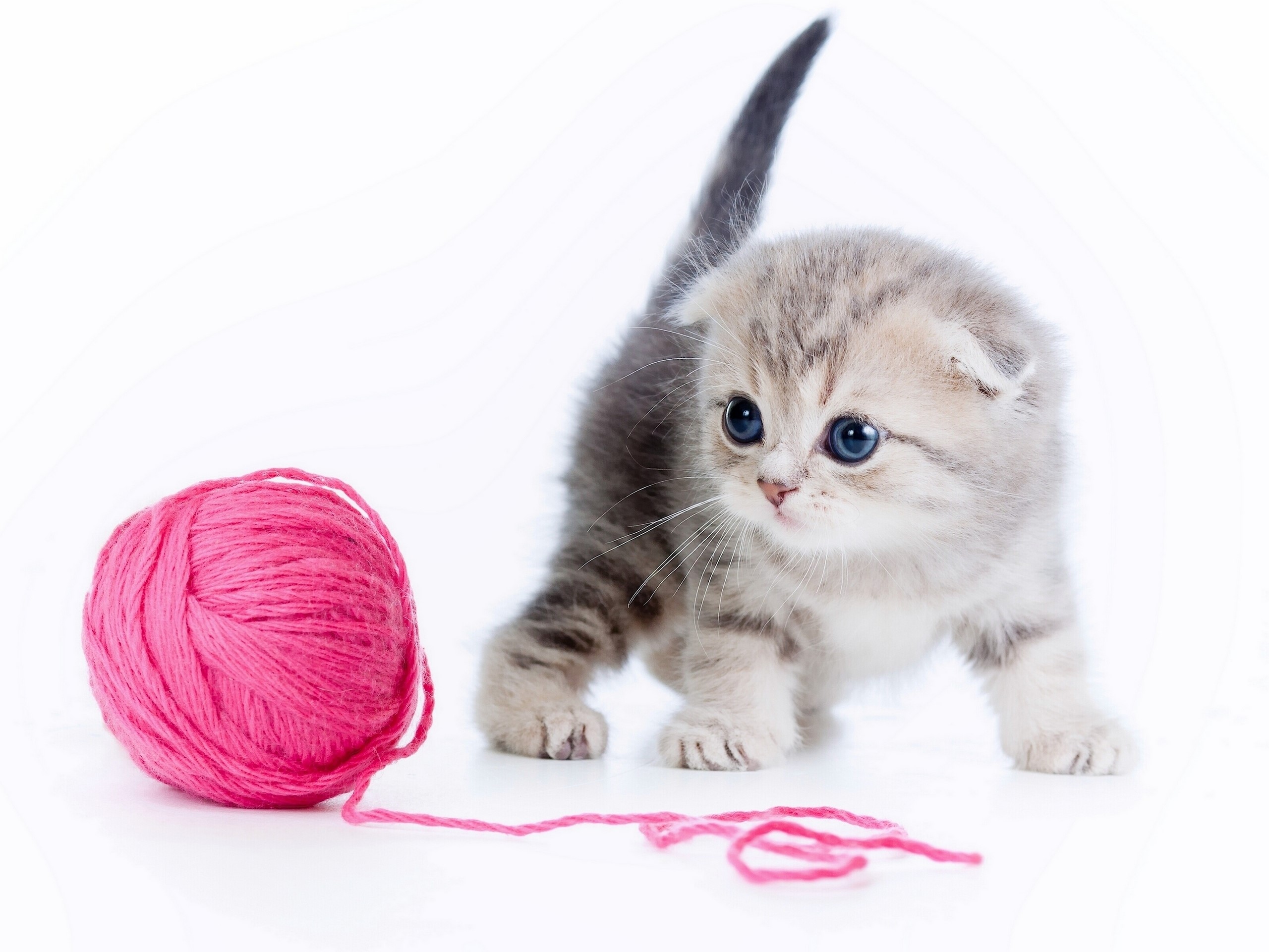 Kitten playing with a ball of yarn HD Wallpaper