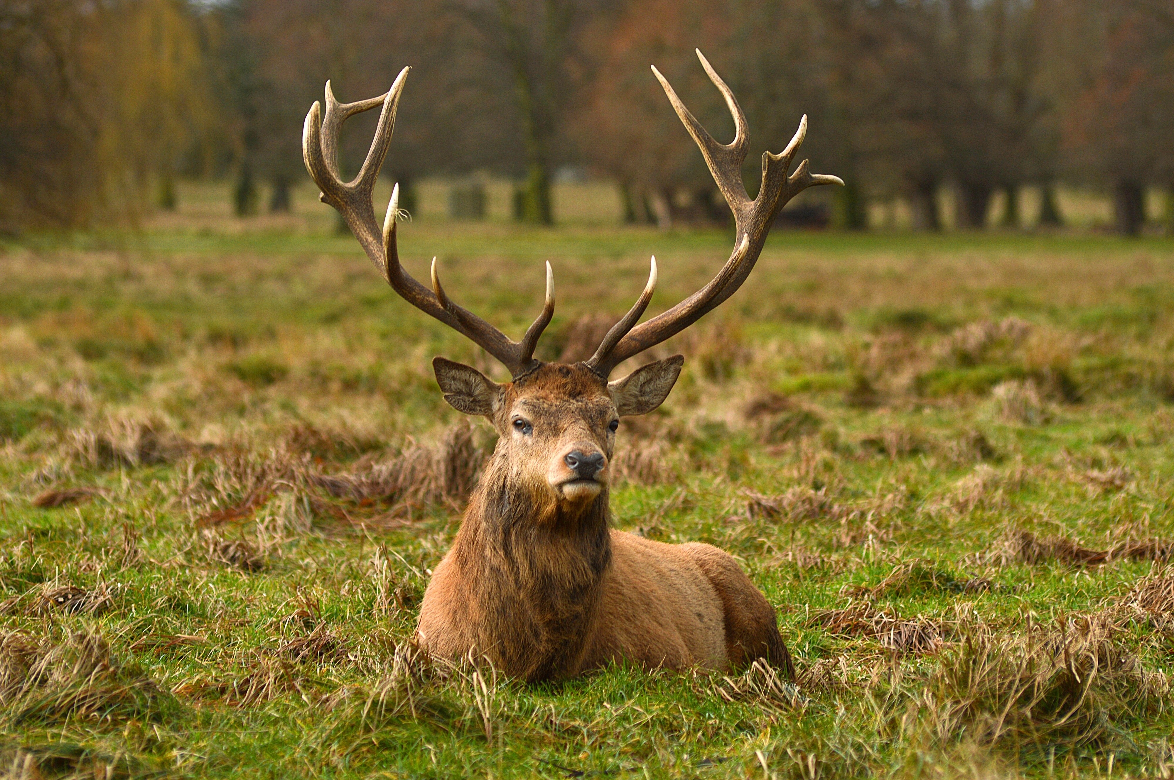 Deer with large antlers lying in a grassy field HD Wallpaper