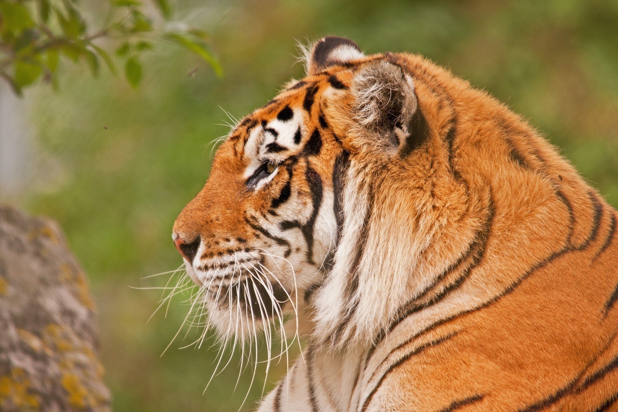 Close-up profile of a tiger's head HD Wallpaper