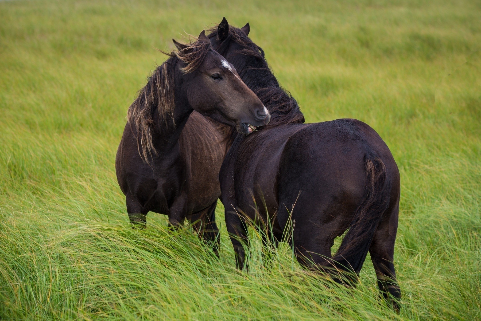 Two dark horses in a grassy field HD Wallpaper