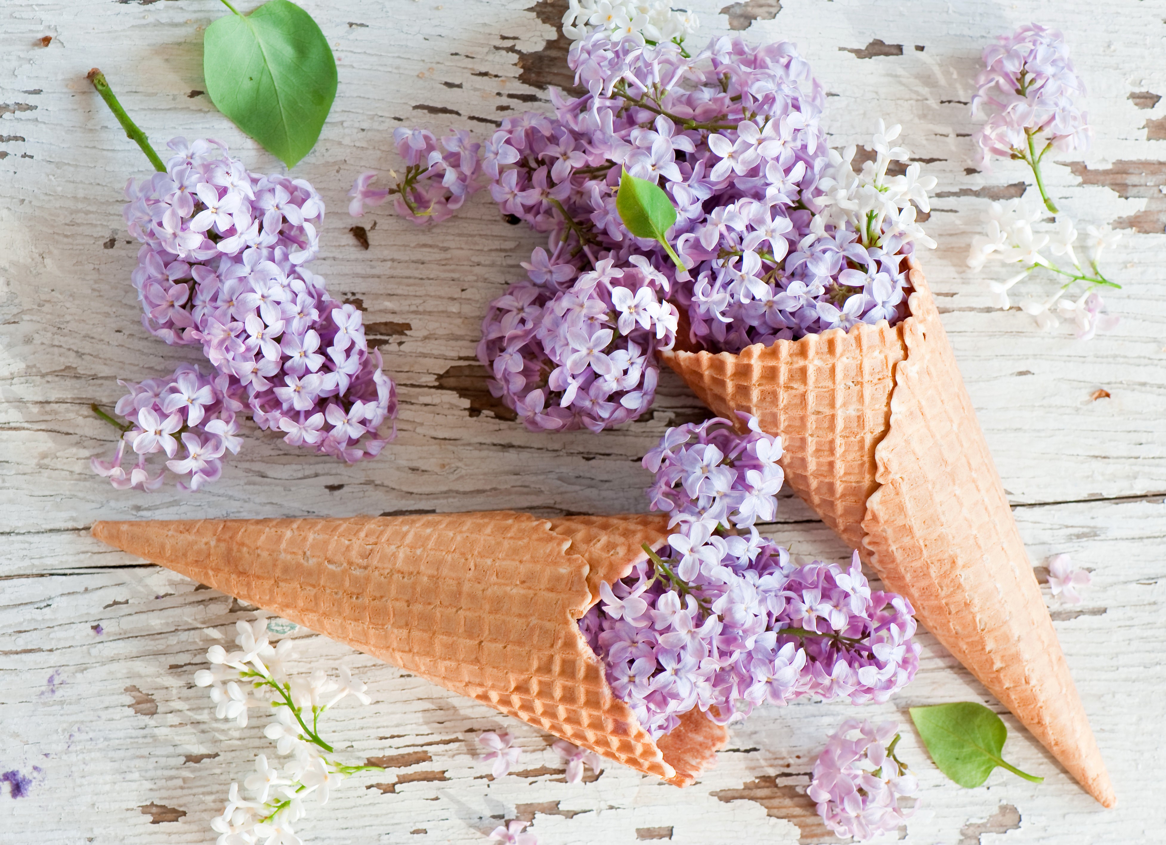 Lilac flowers in ice cream cones HD Wallpaper