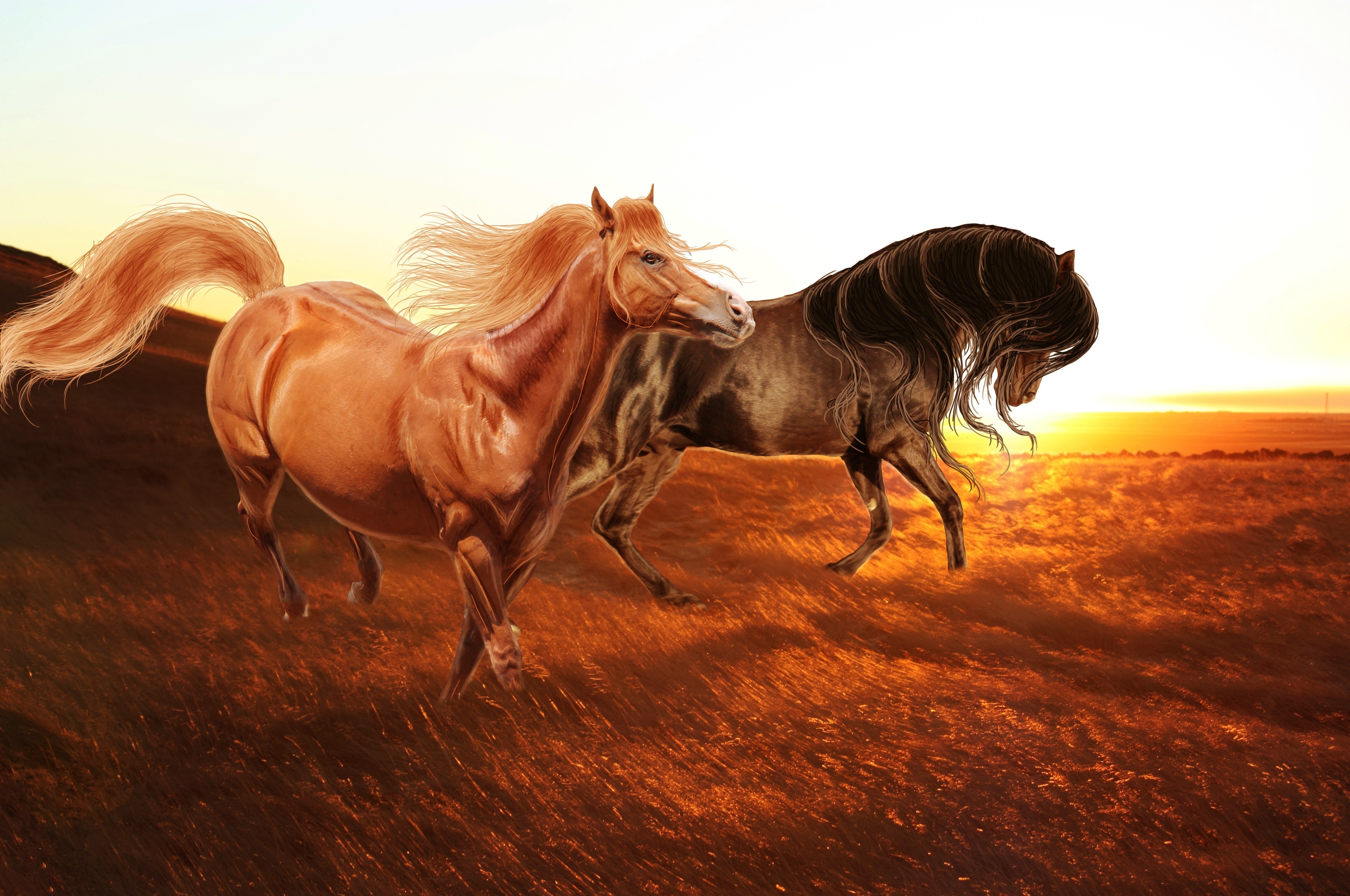Two horses running at sunset HD Wallpaper