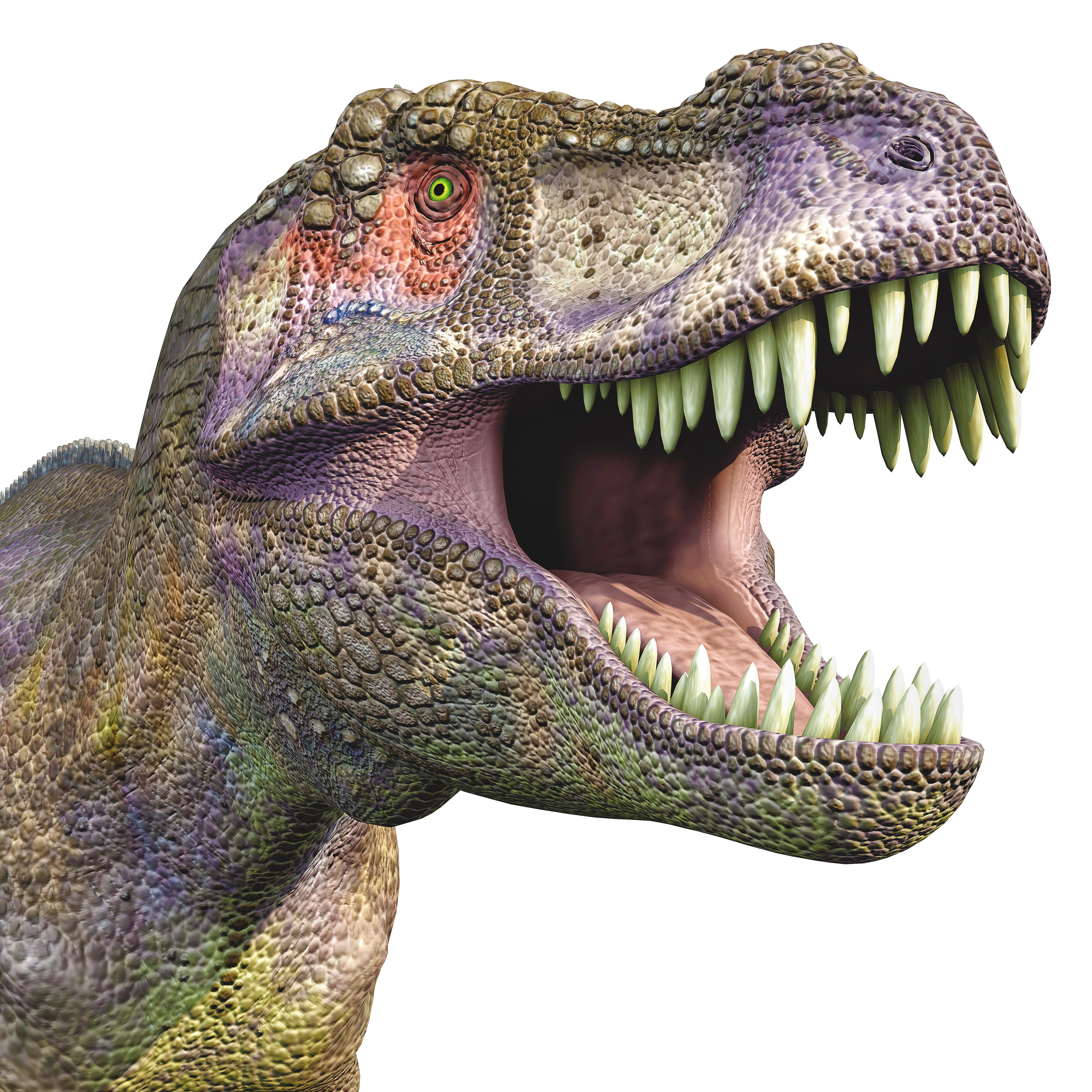 Tyrannosaurus Rex Dinosaur Head HD Wallpaper