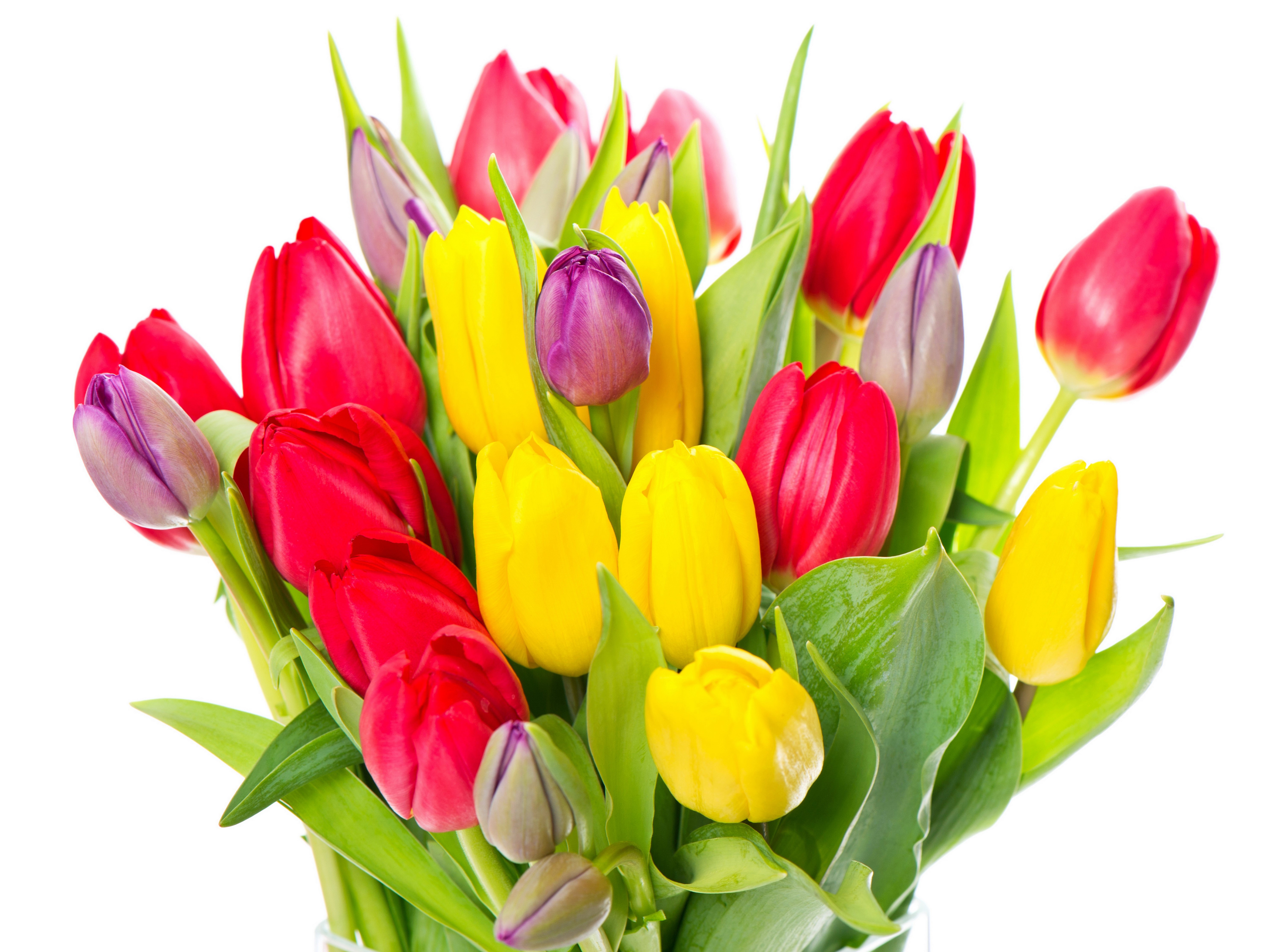 Bouquet of Red, Yellow, and Purple Tulips HD Wallpaper