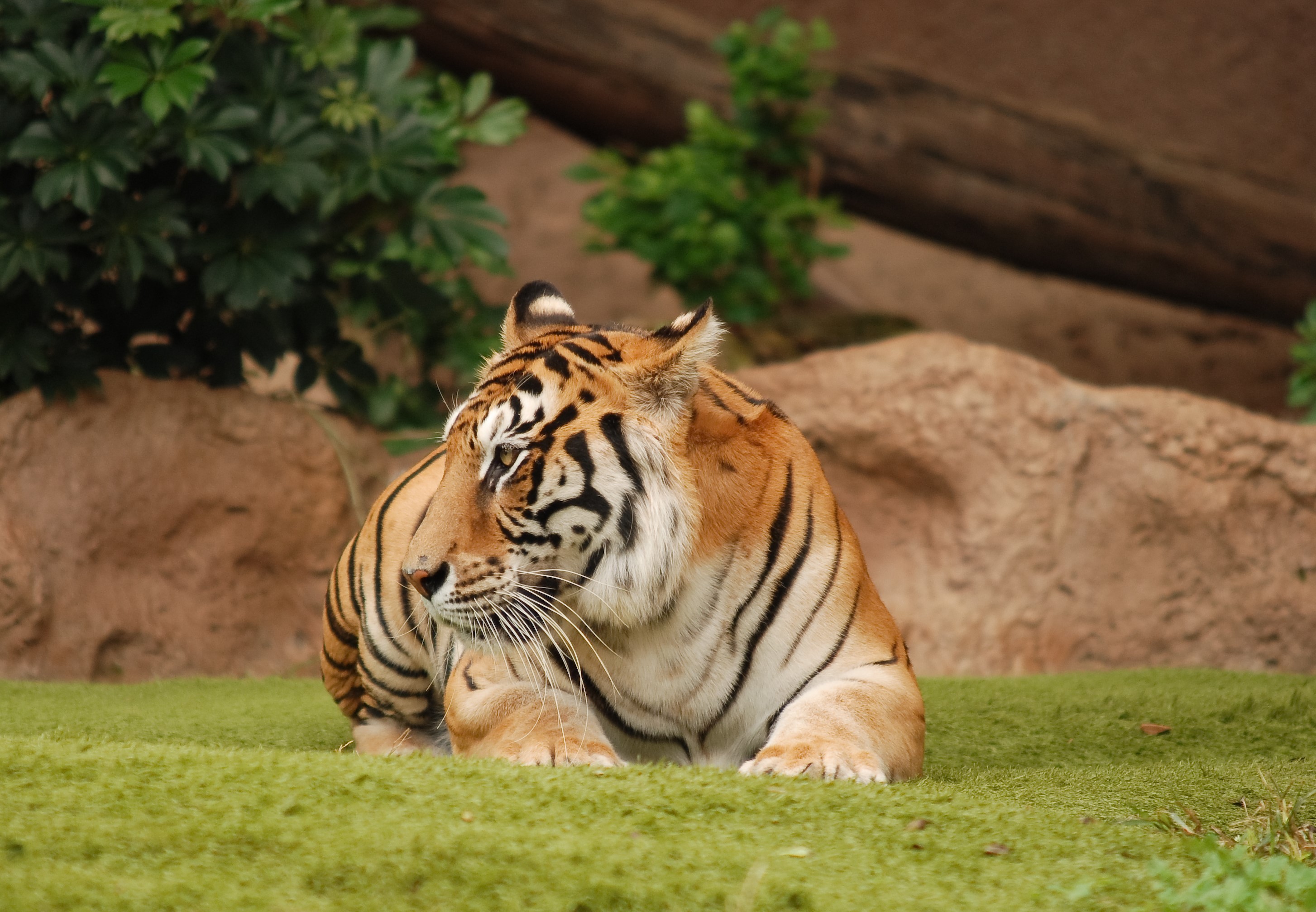 Tiger lying on green grass HD Wallpaper