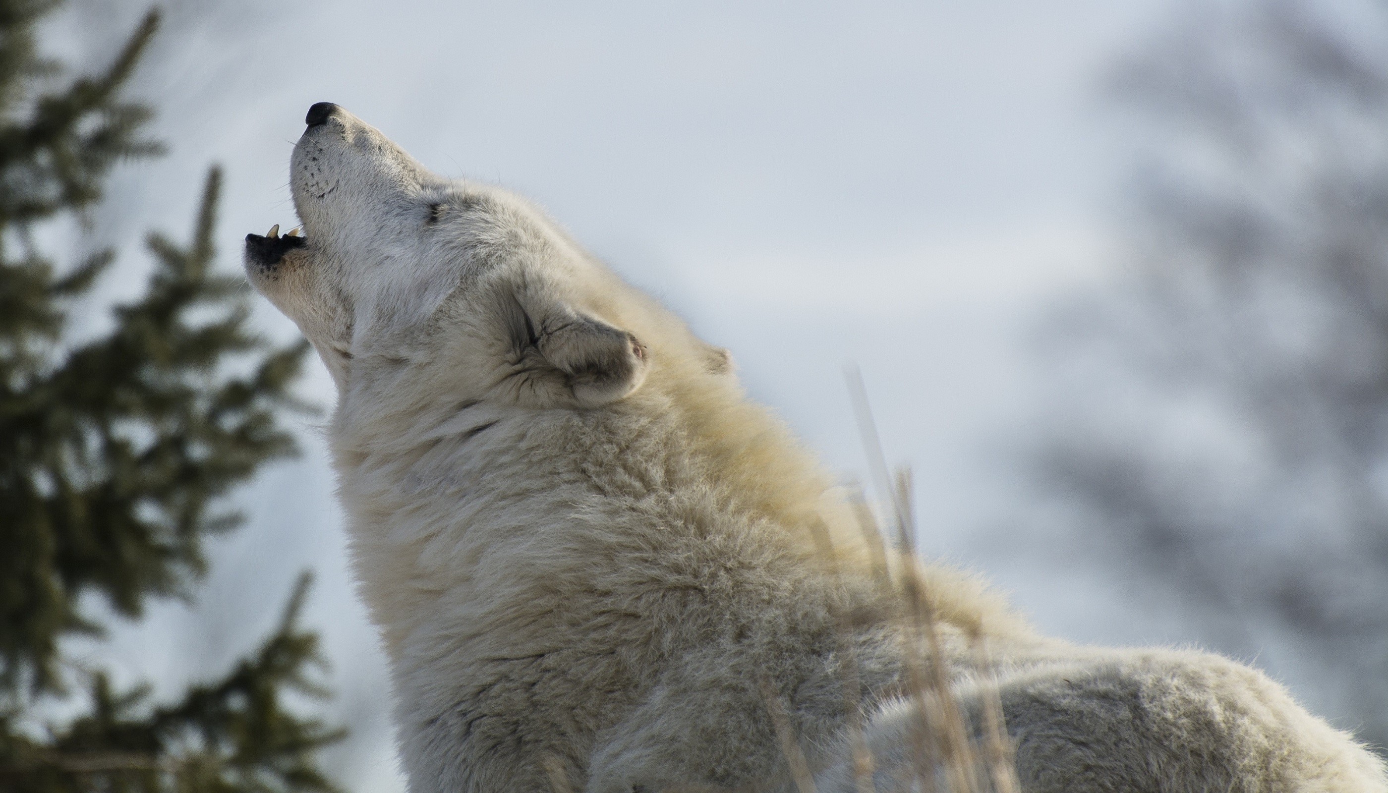 White wolf howling in a snowy landscape HD Wallpaper