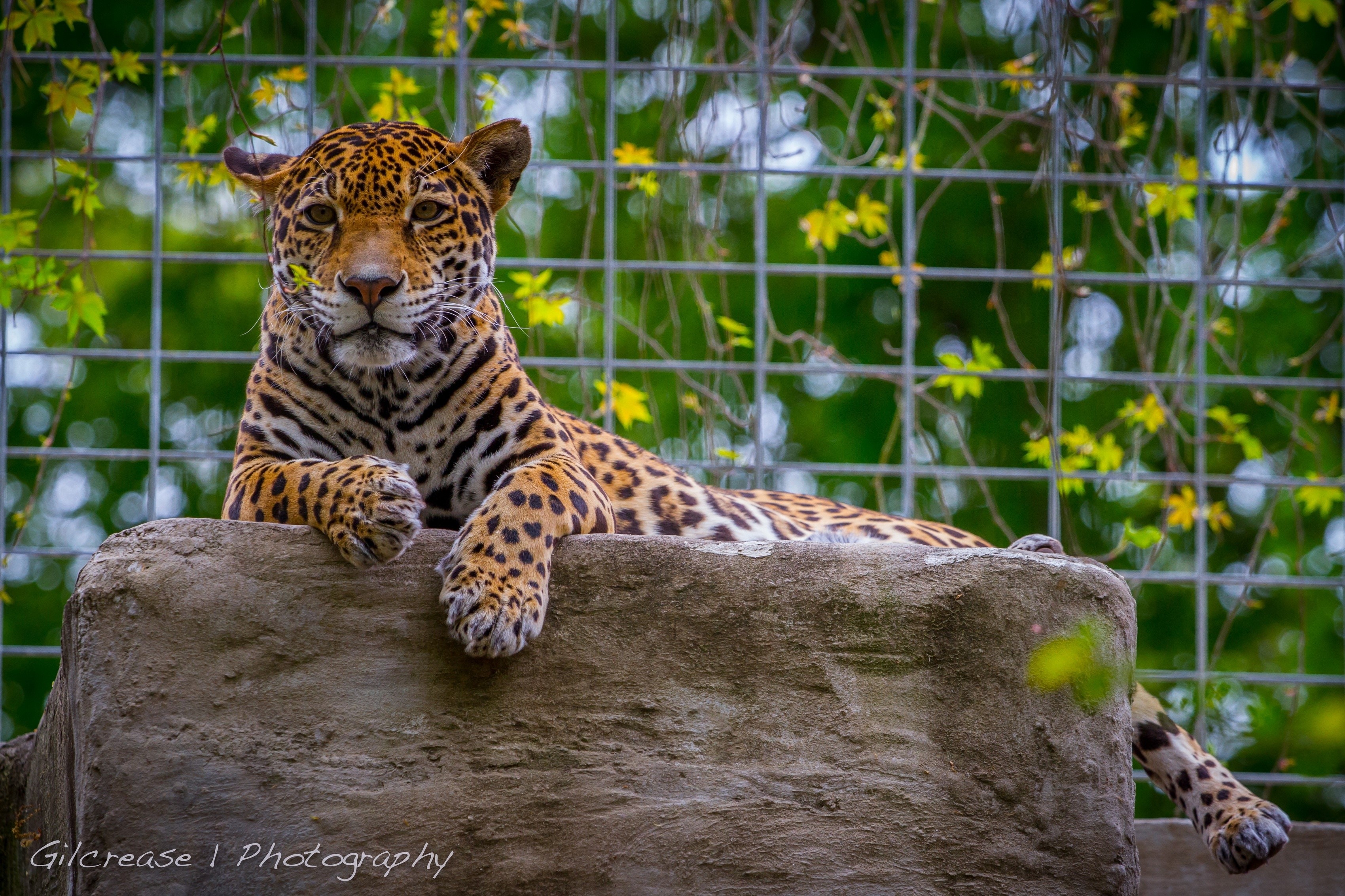 Jaguar resting on a rock in an enclosure HD Wallpaper