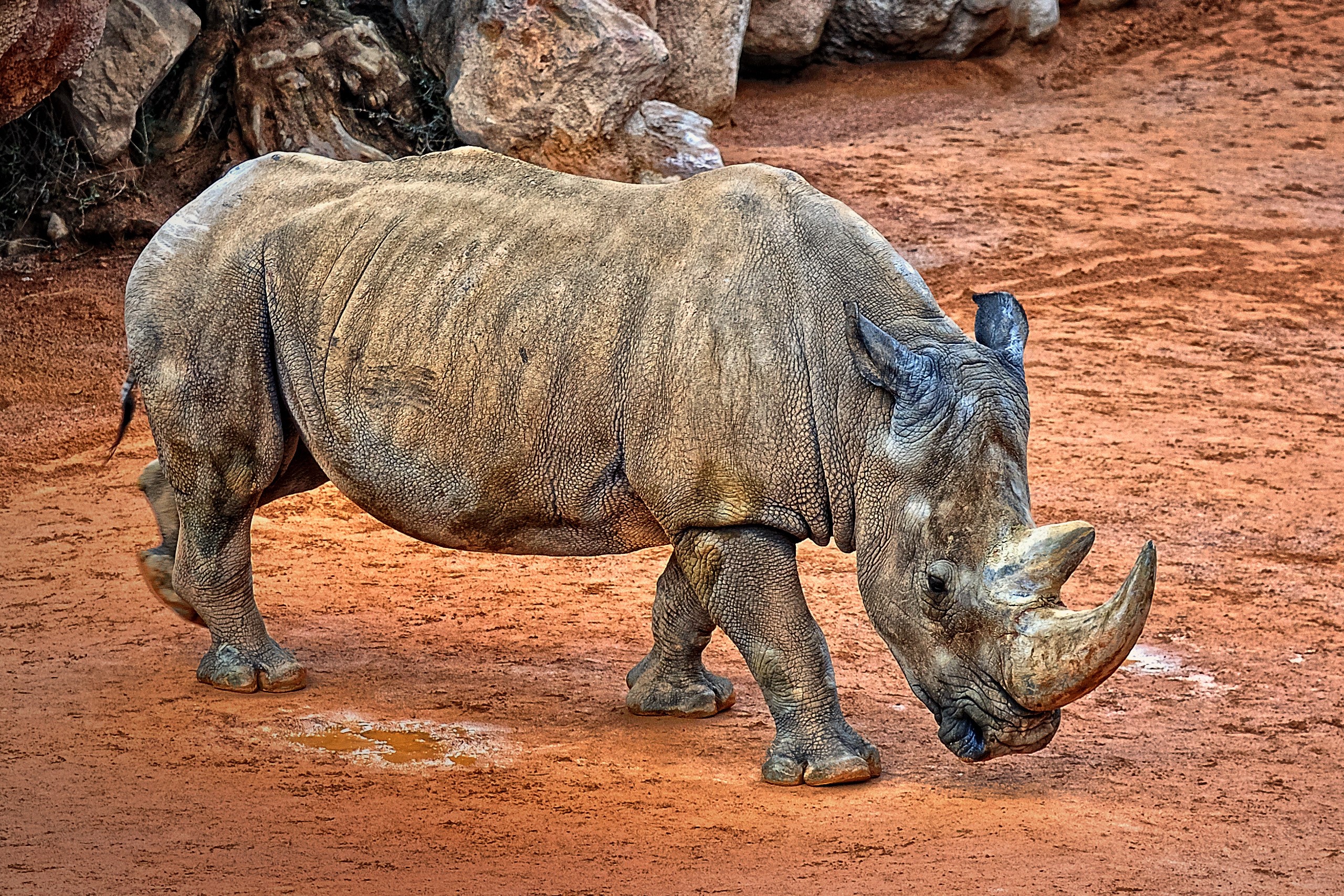 A rhinoceros walks on reddish-brown dirt HD Wallpaper