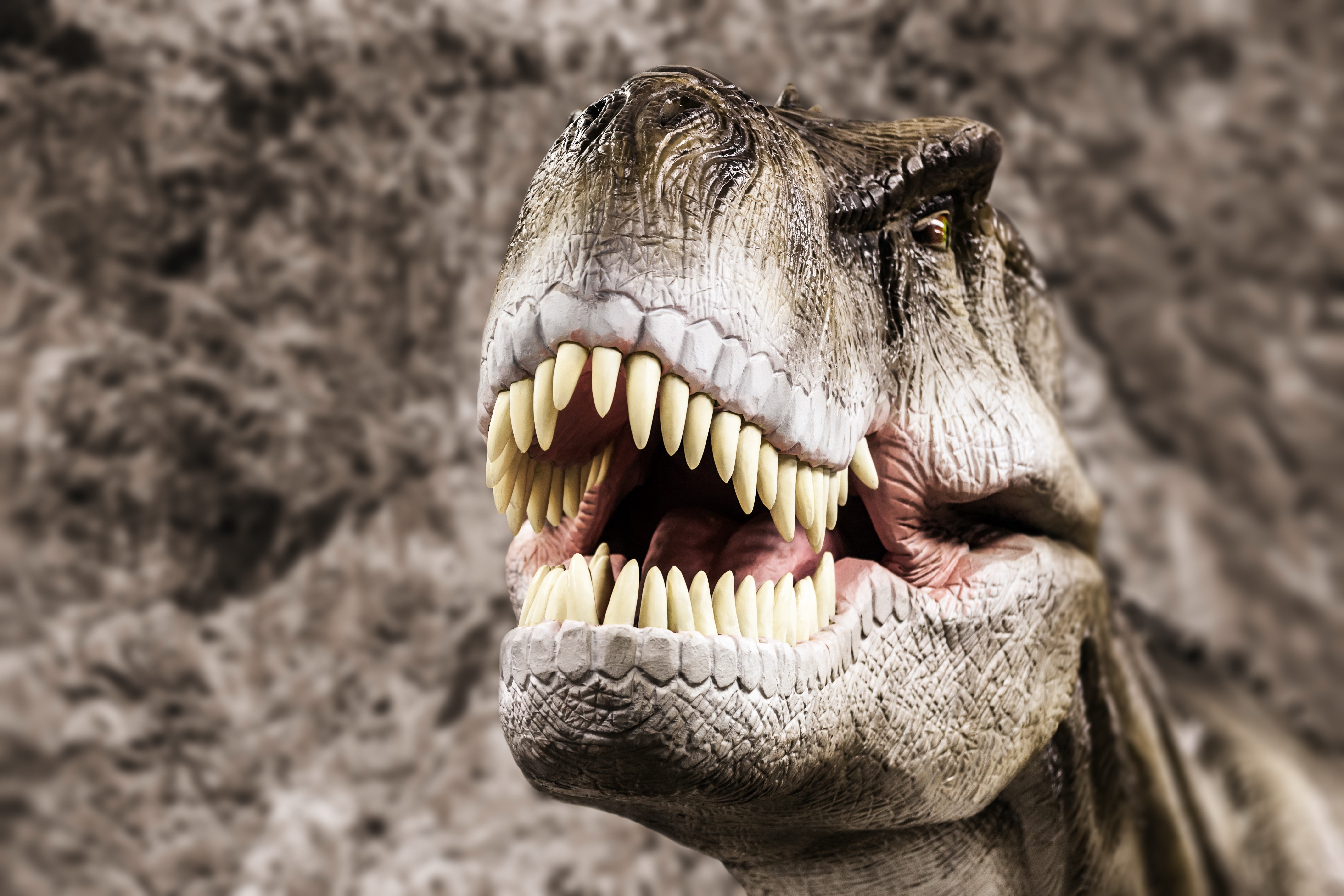 Tyrannosaurus Rex Dinosaur Head with Sharp Teeth HD Wallpaper