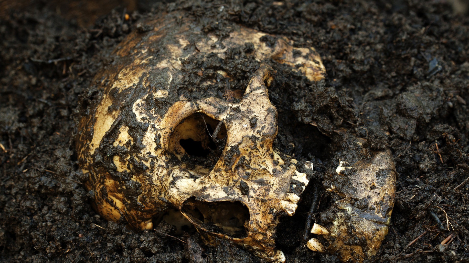 A human skull partially buried in dark soil HD Wallpaper