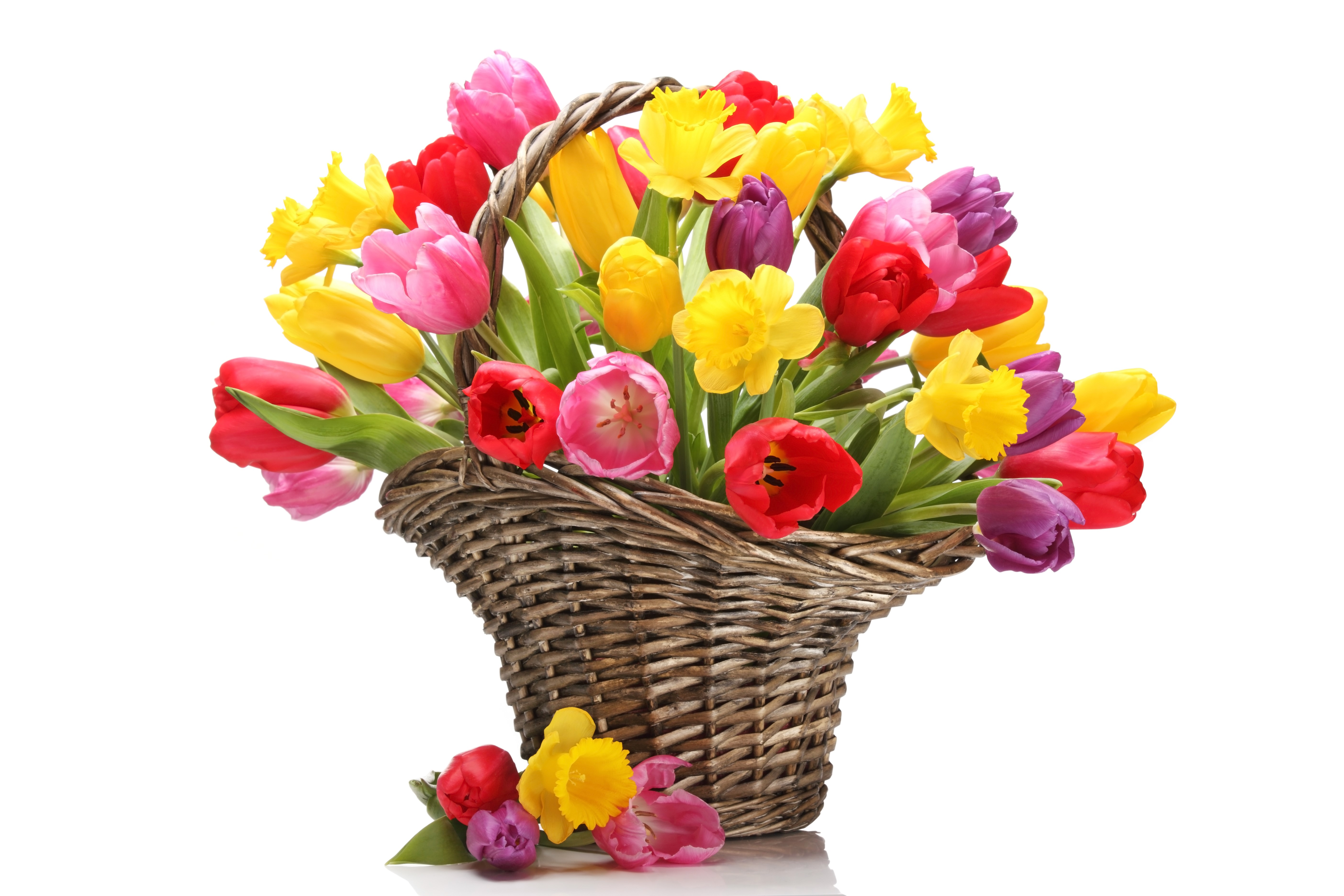 Basket of Tulips and Daffodils HD Wallpaper