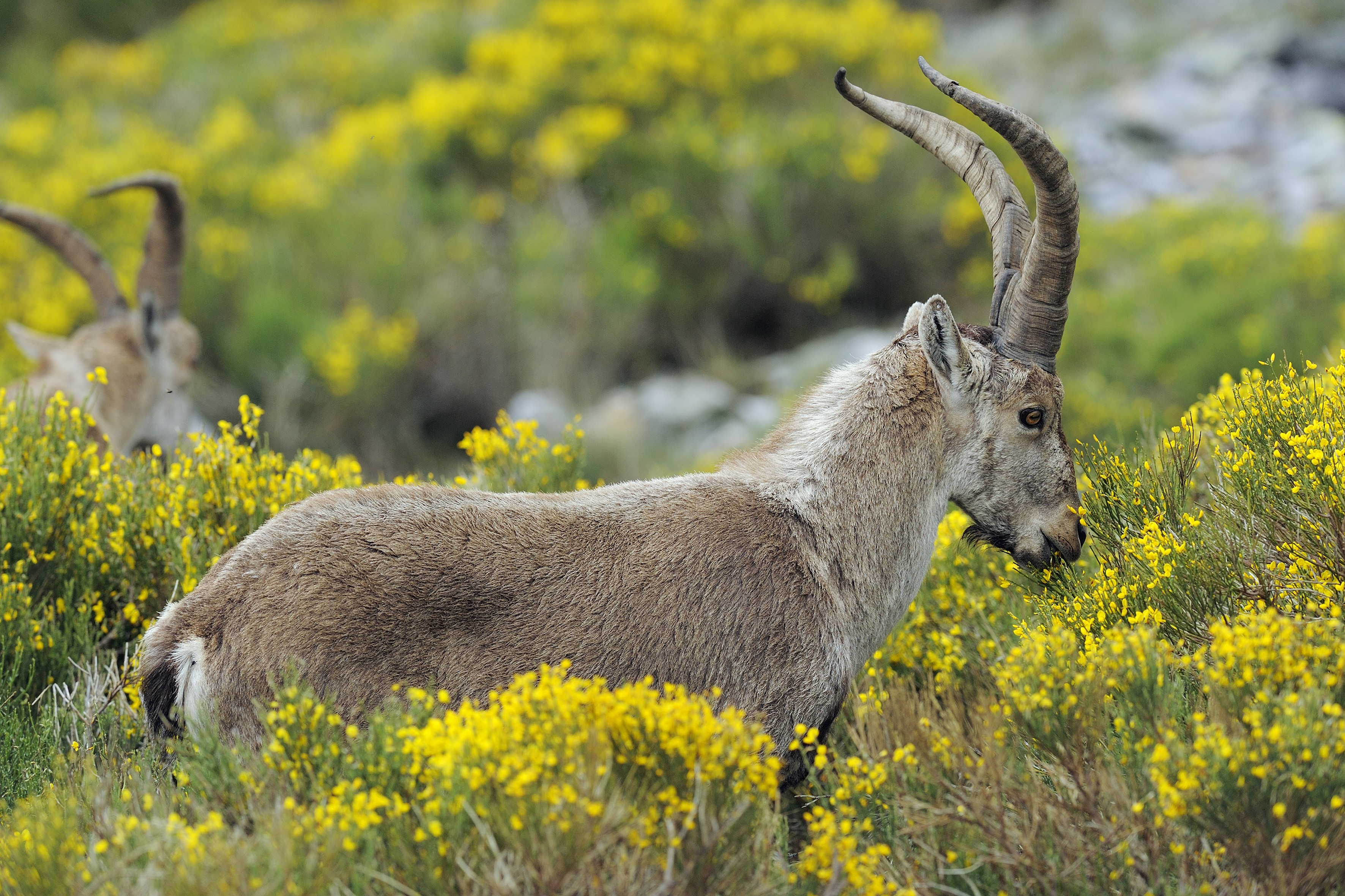 Spanish ibex in a field of yellow flowers HD Wallpaper