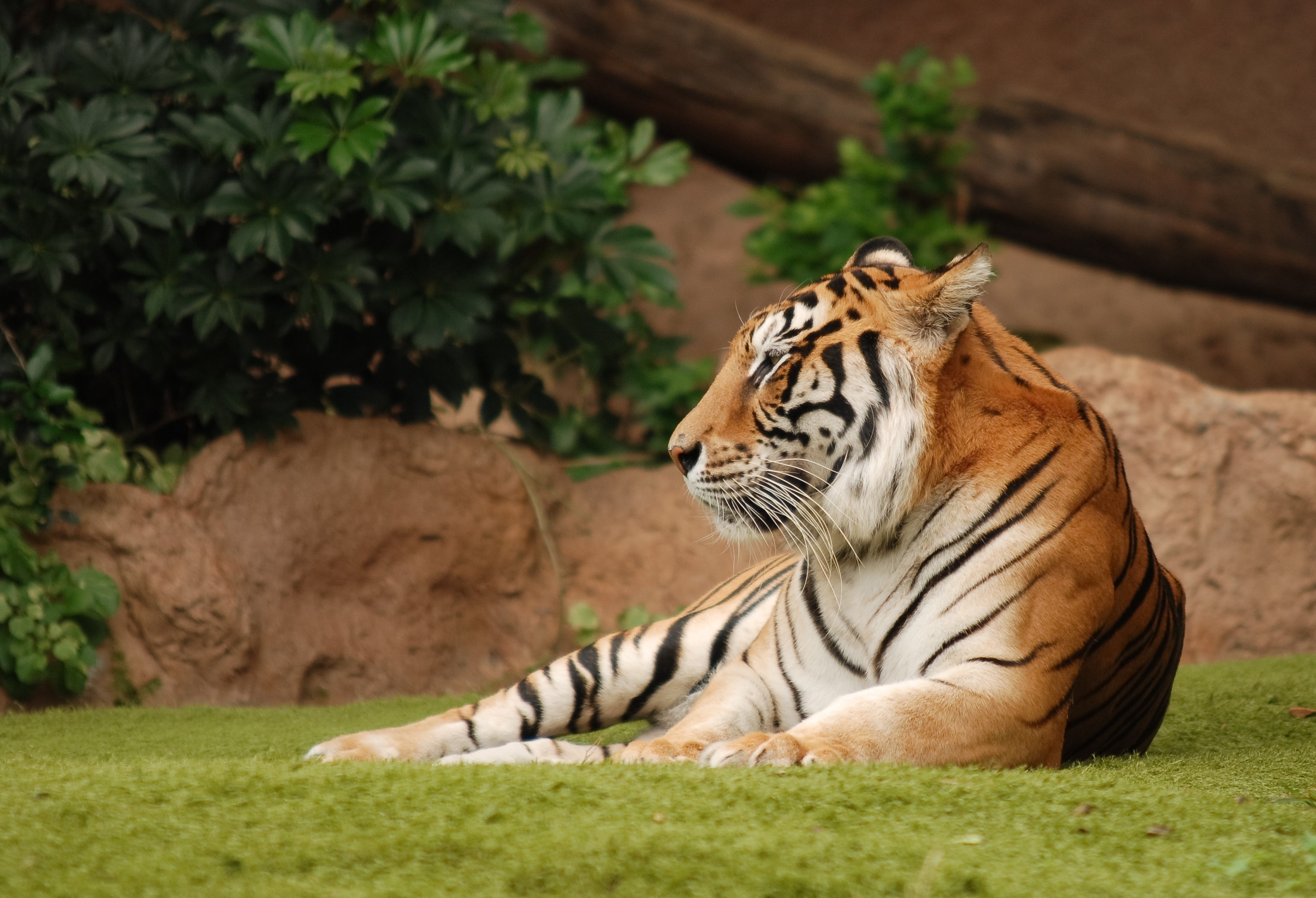 Tiger lying on green grass HD Wallpaper