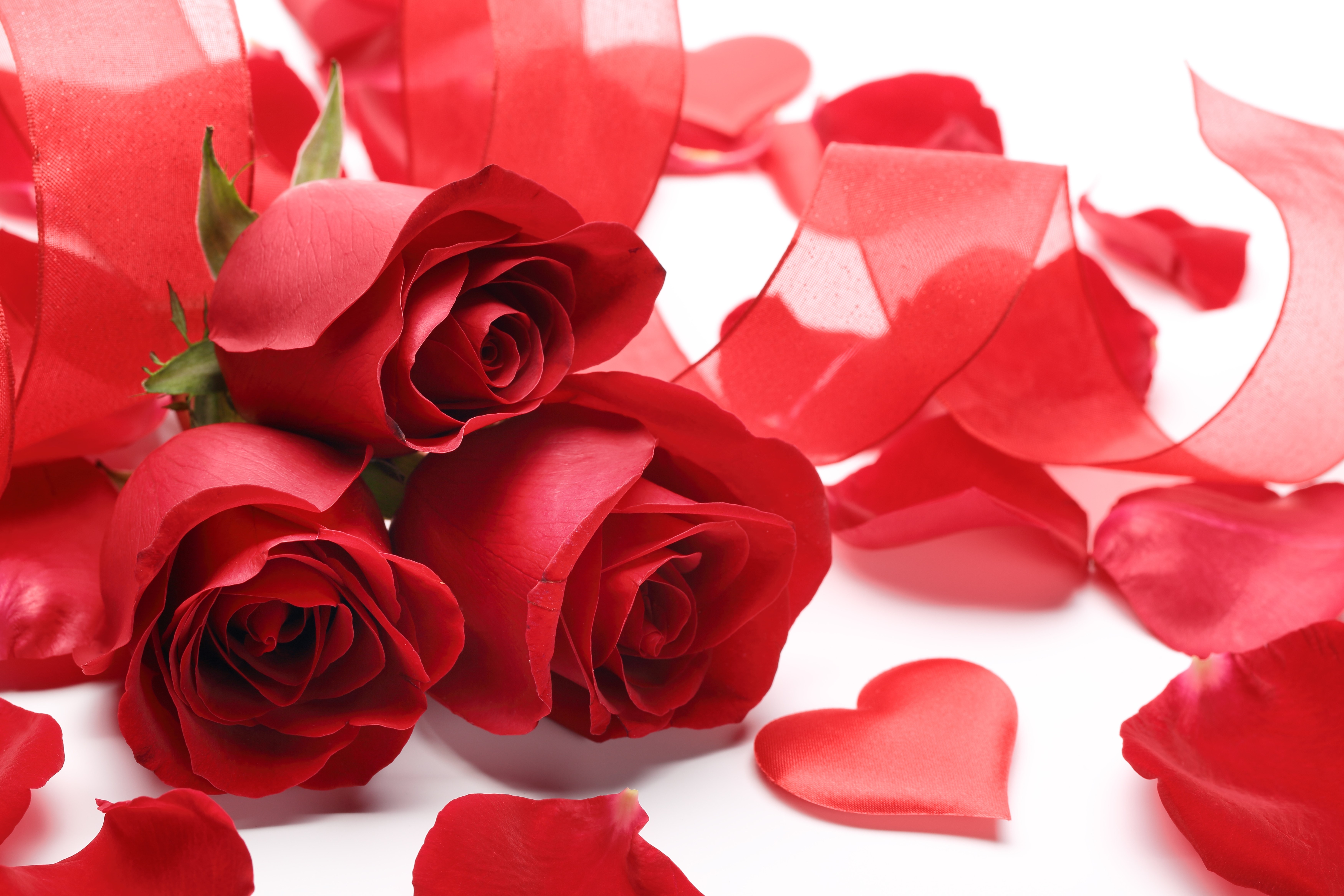 Red Roses with Ribbons and Petals HD Wallpaper